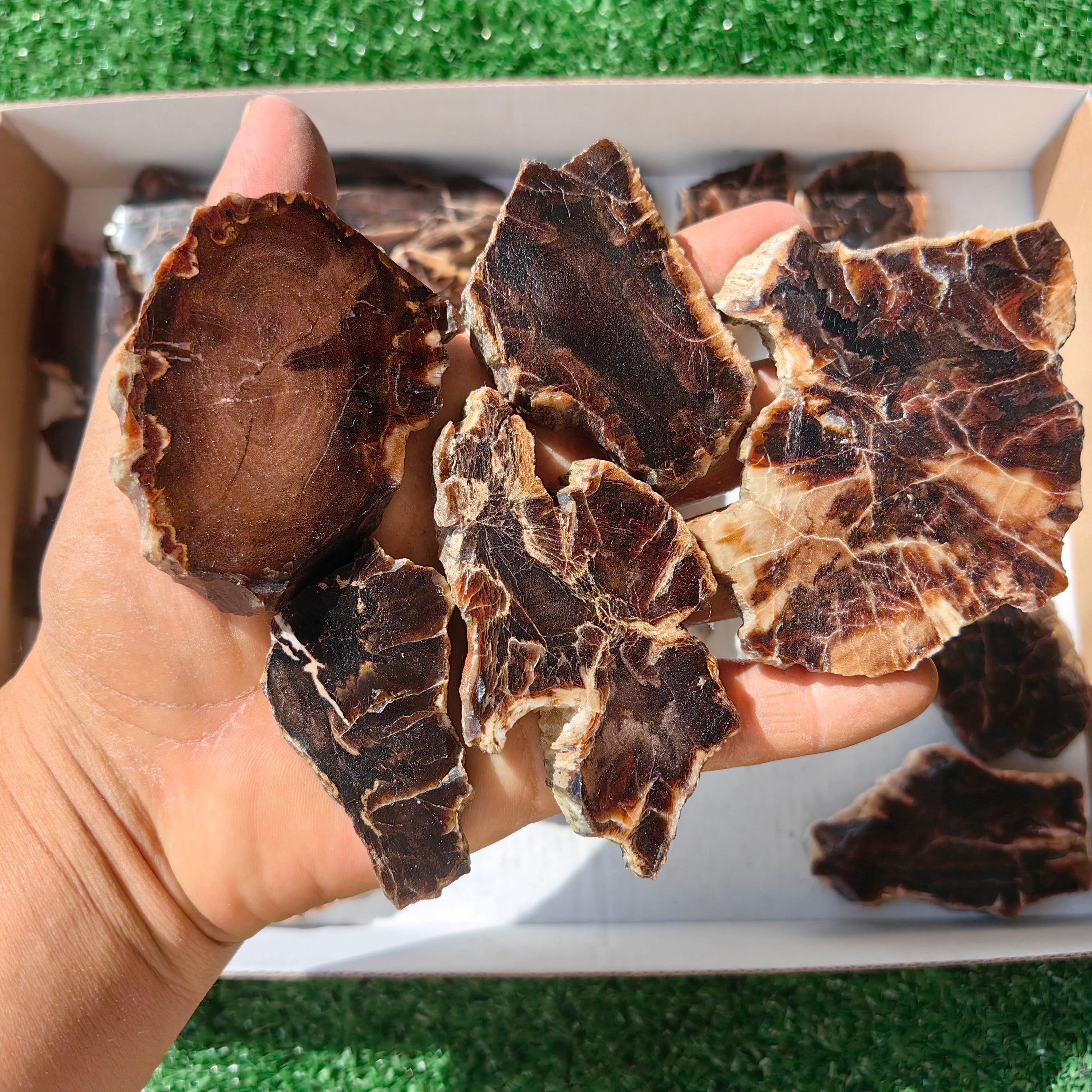 Lot 22 pcs Agatized Fossilized Wood Slices*