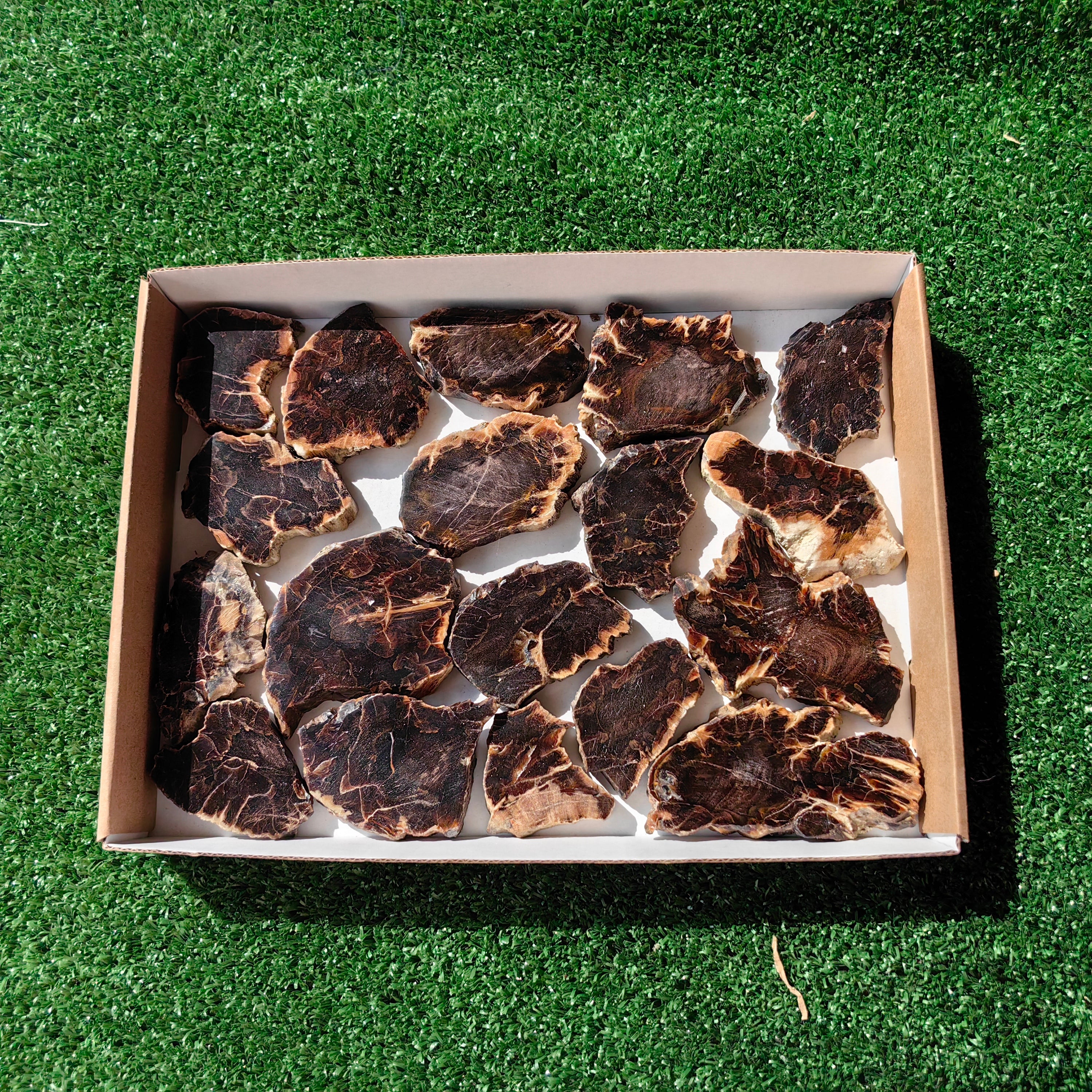 Lot 18 pcs Agatized Fossilized Wood Slices*