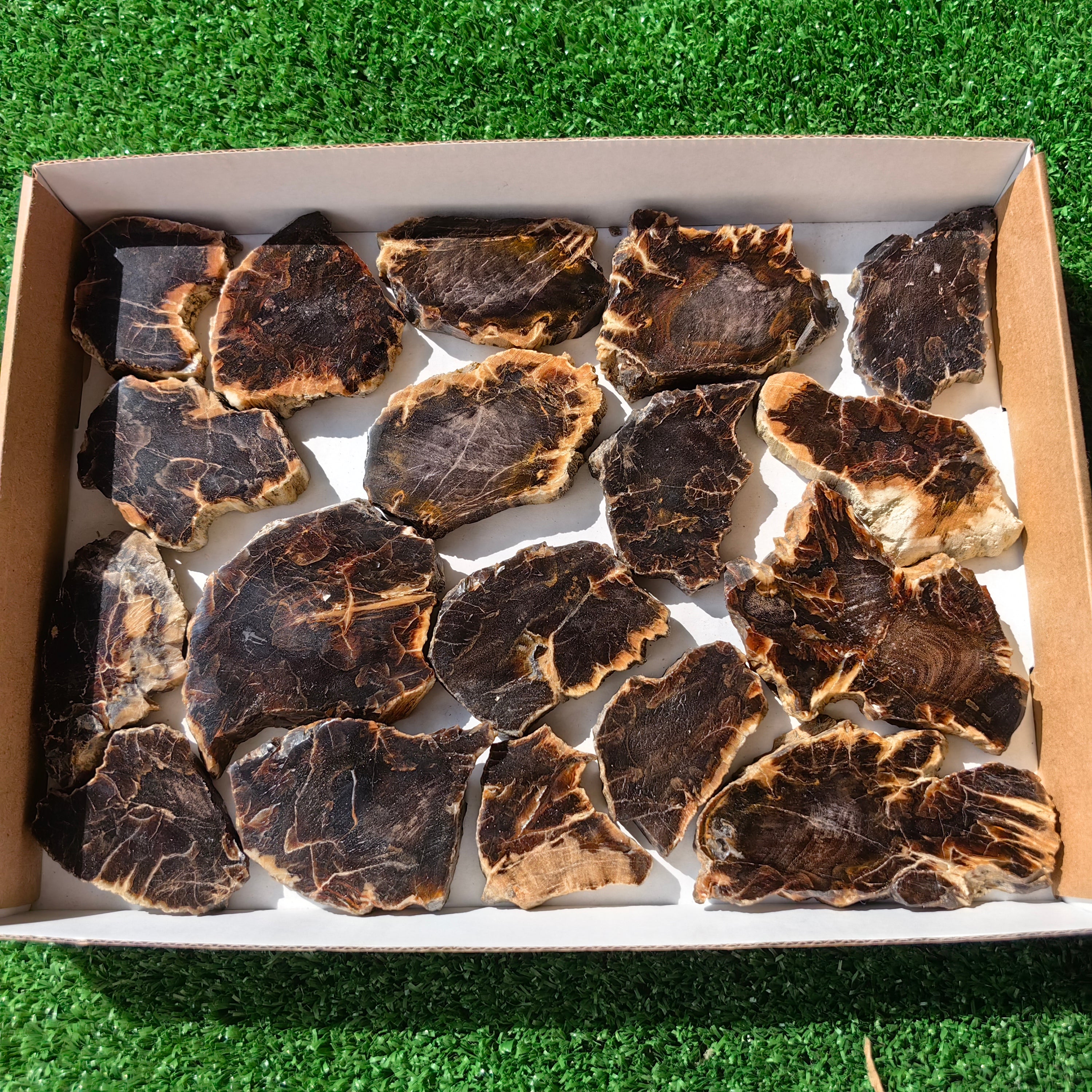 Lot 18 pcs Agatized Fossilized Wood Slices*