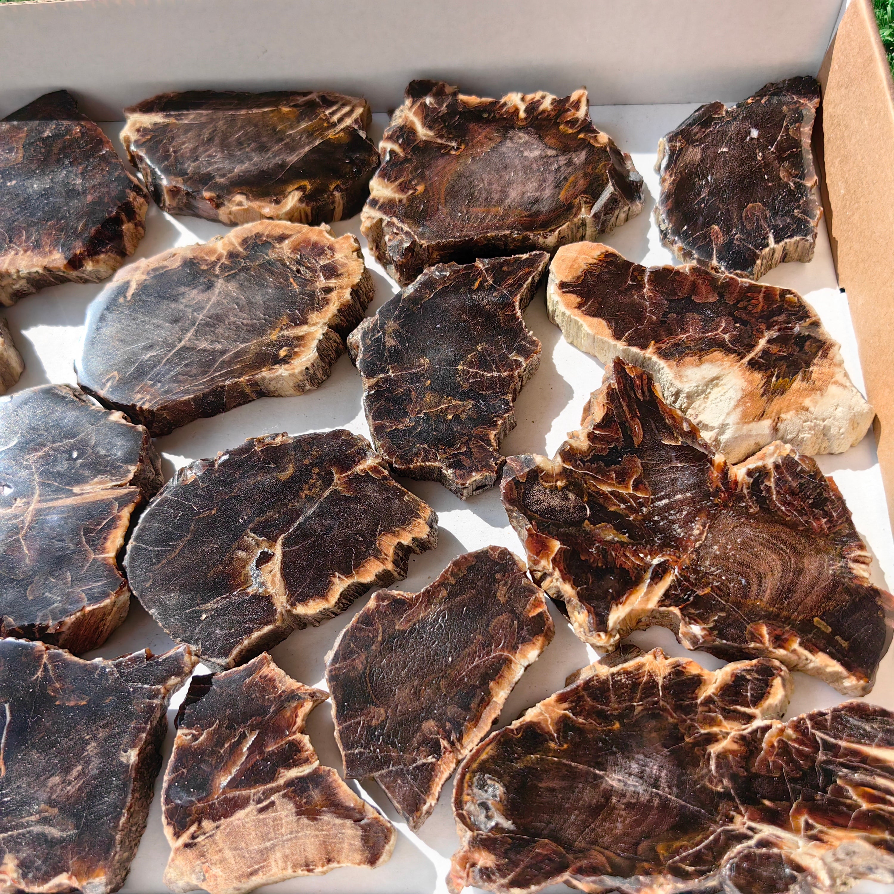 Lot 18 pcs Agatized Fossilized Wood Slices*