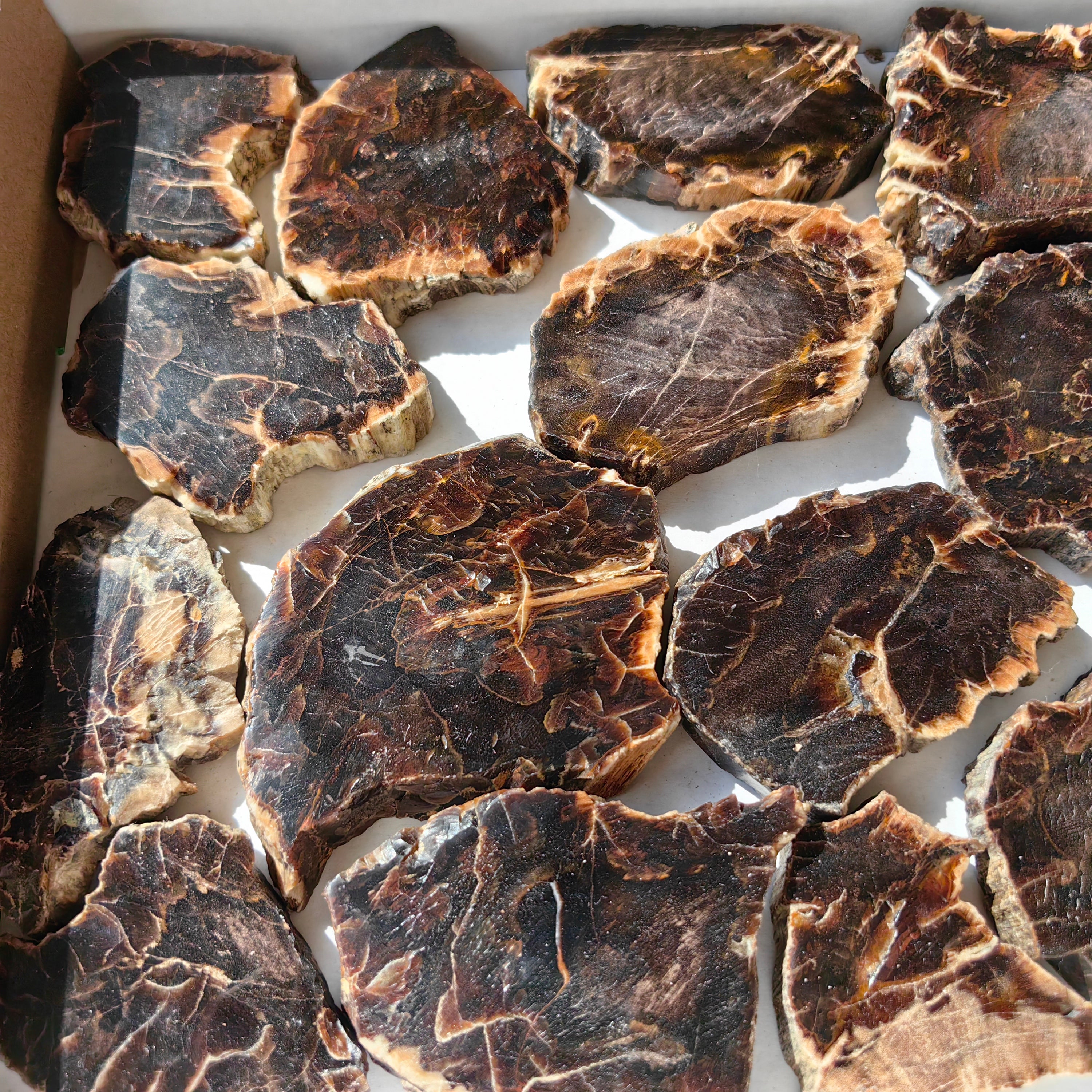 Lot 18 pcs Agatized Fossilized Wood Slices*