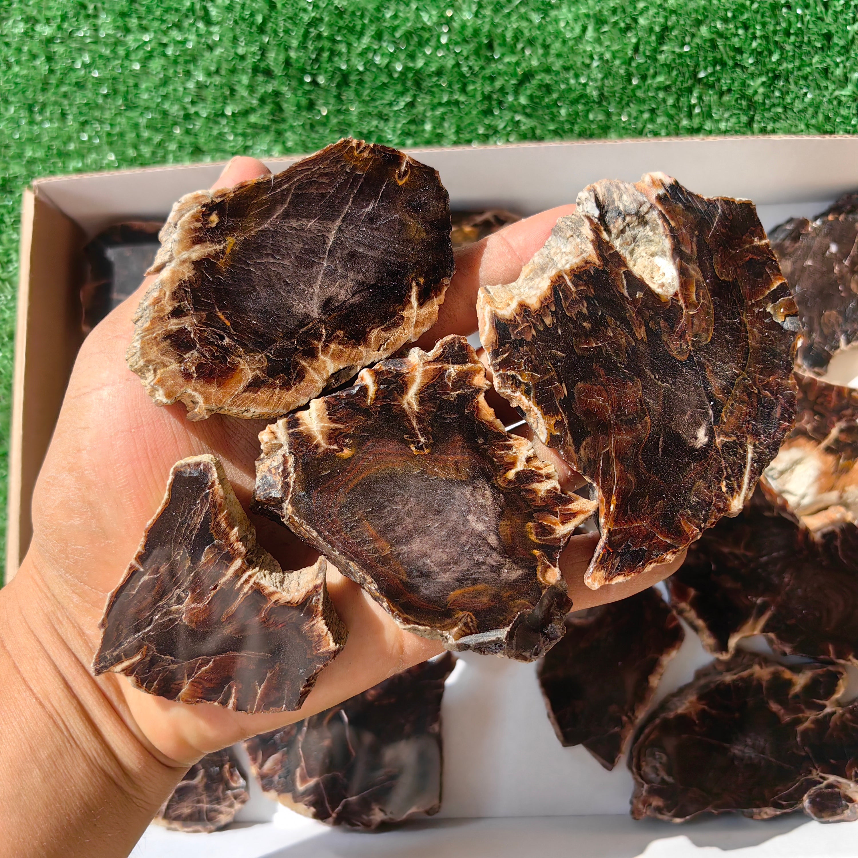 Lot 18 pcs Agatized Fossilized Wood Slices*