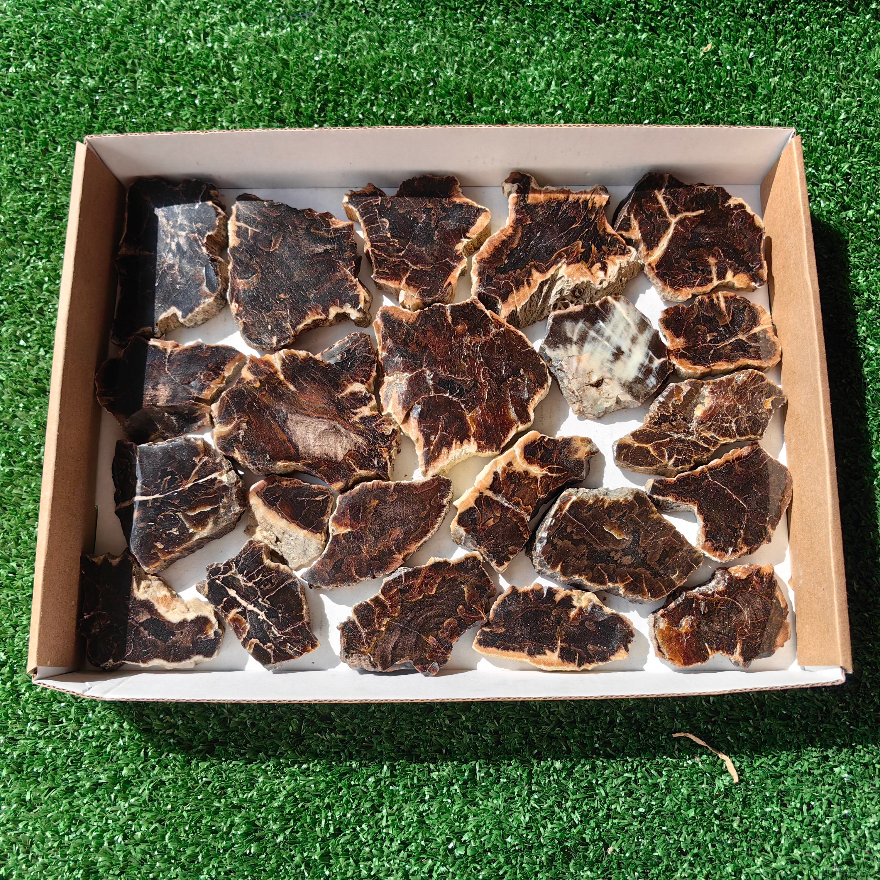 Lot 22 pcs Agatized Fossilized Wood Slices*