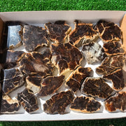 Lot 22 pcs Agatized Fossilized Wood Slices*