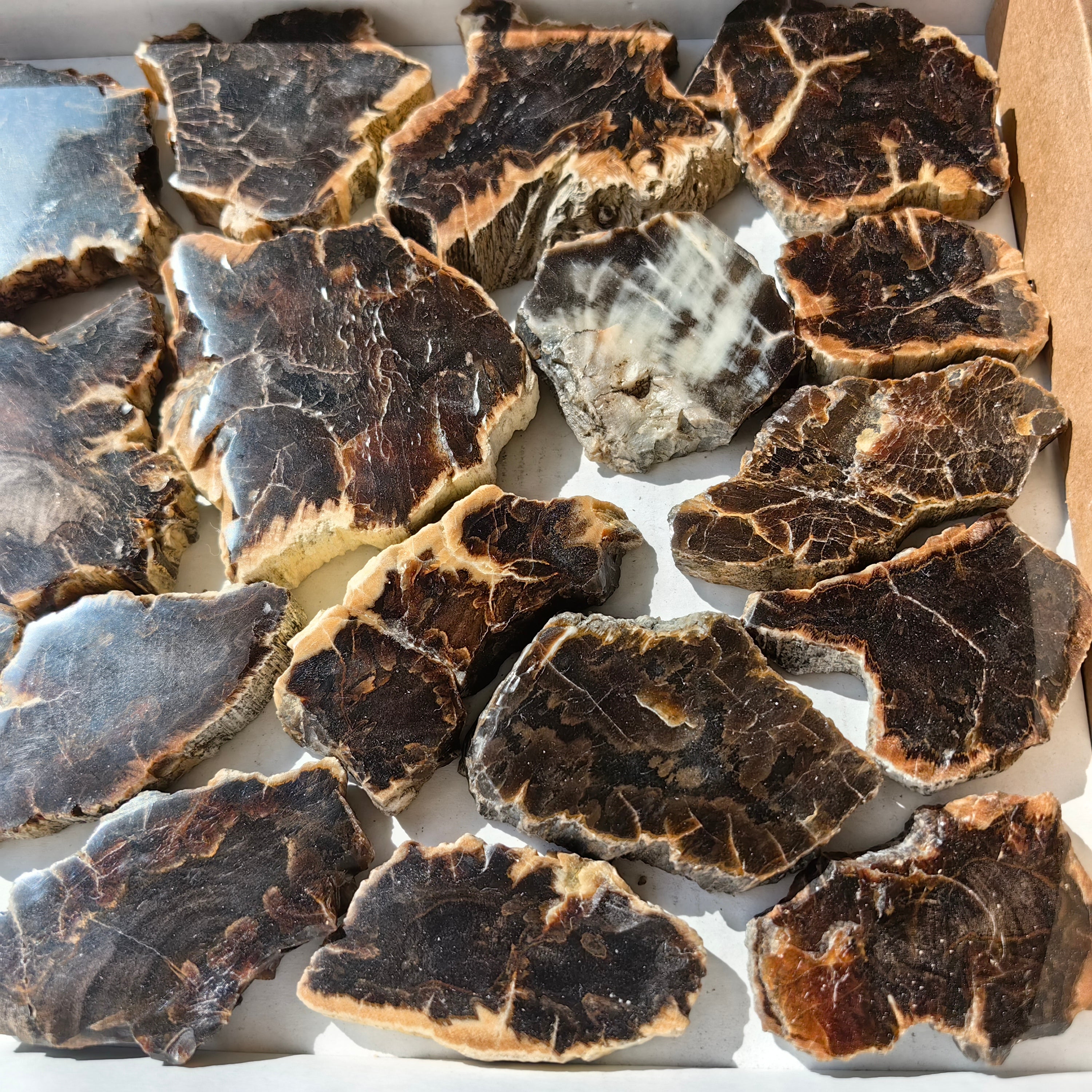 Lot 22 pcs Agatized Fossilized Wood Slices*