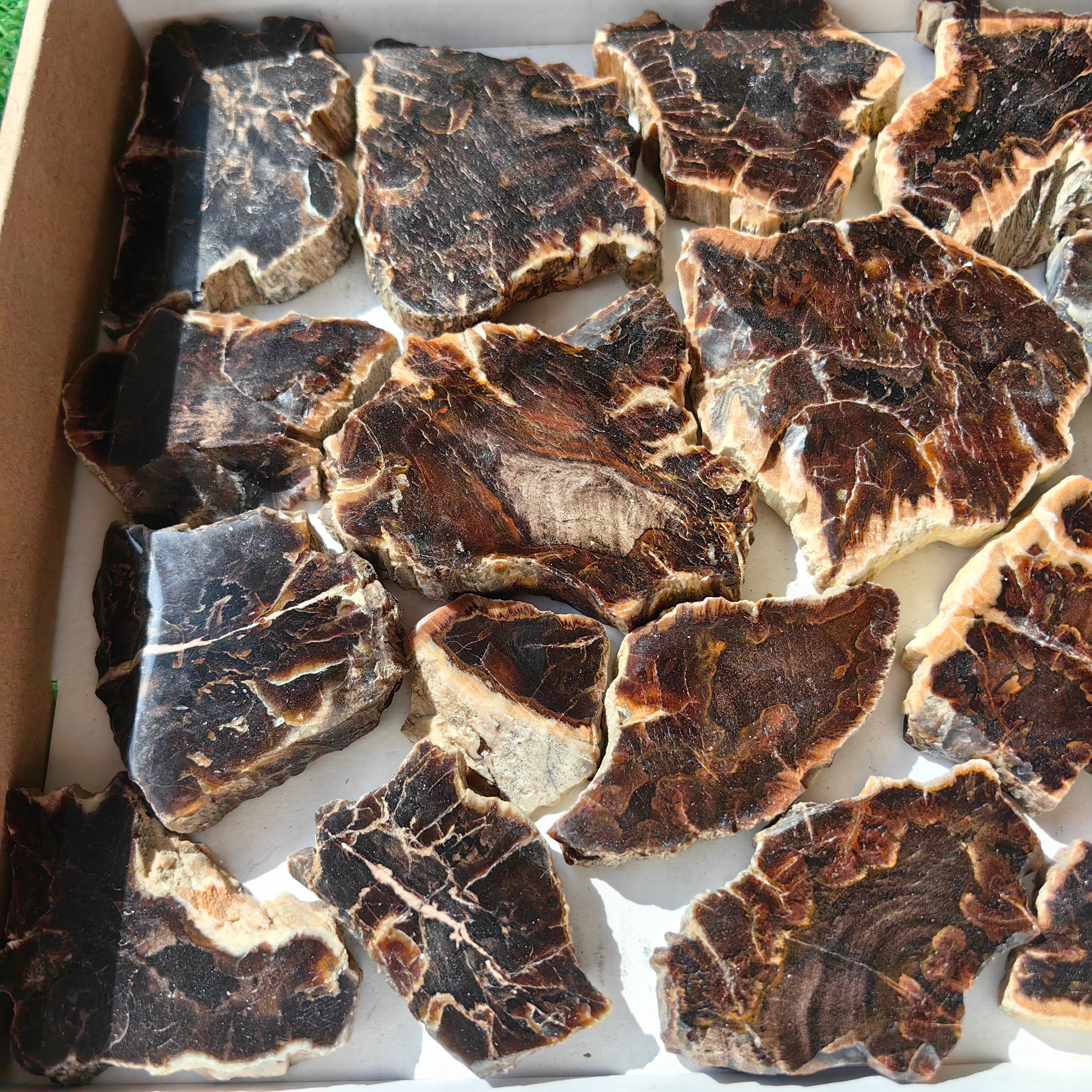 Lot 22 pcs Agatized Fossilized Wood Slices*