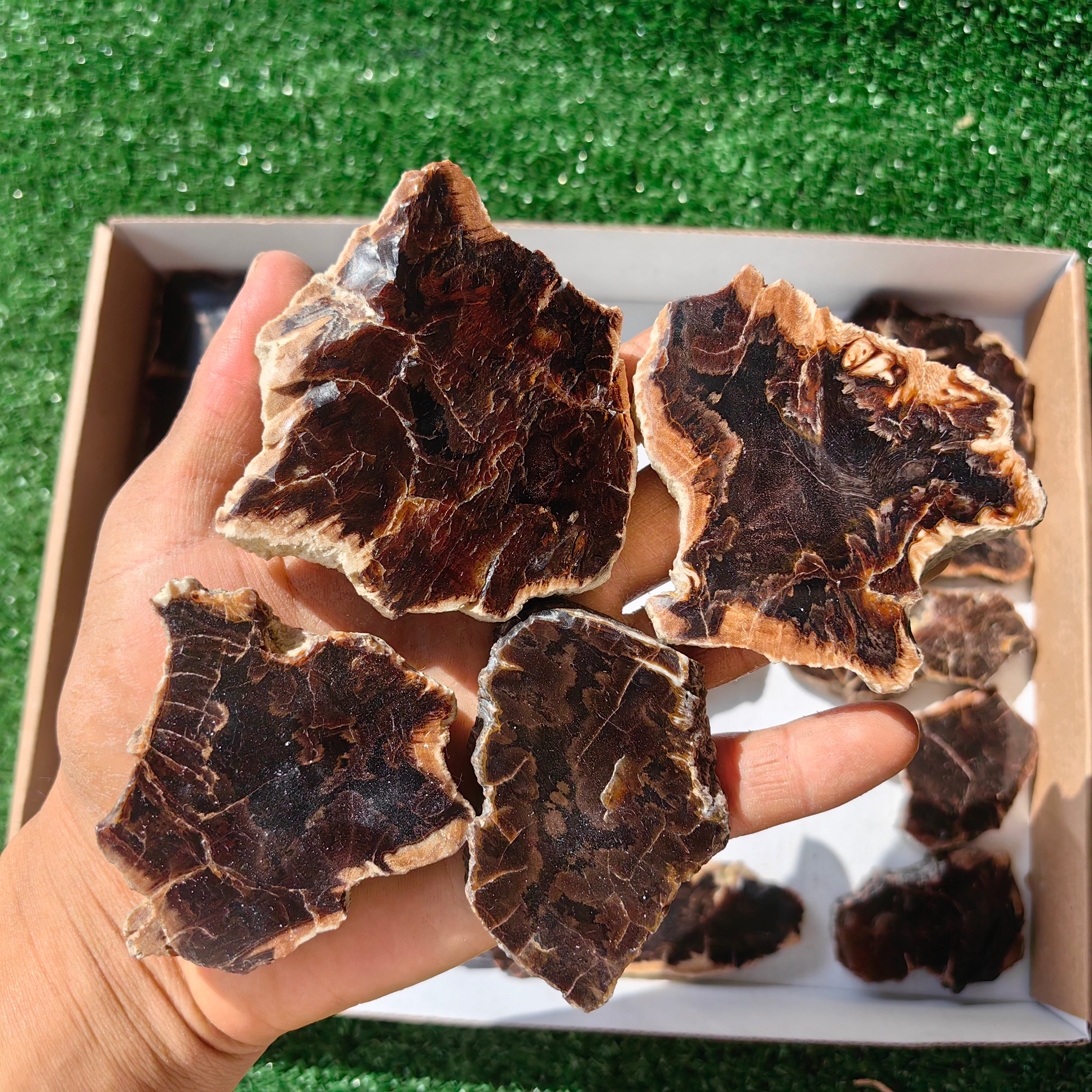 Lot 22 pcs Agatized Fossilized Wood Slices*