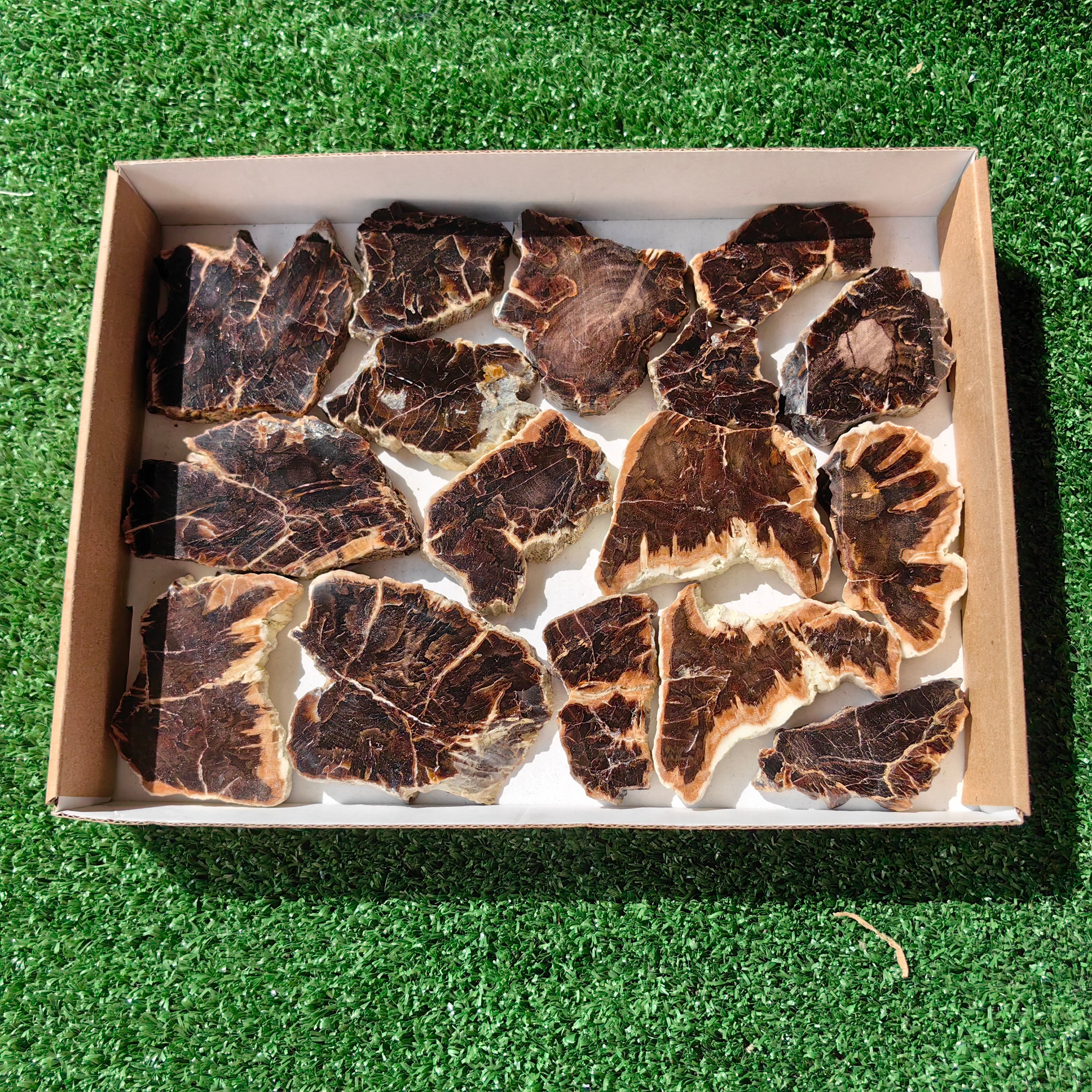 Lot 16 pcs Agatized Fossilized Wood Slices*