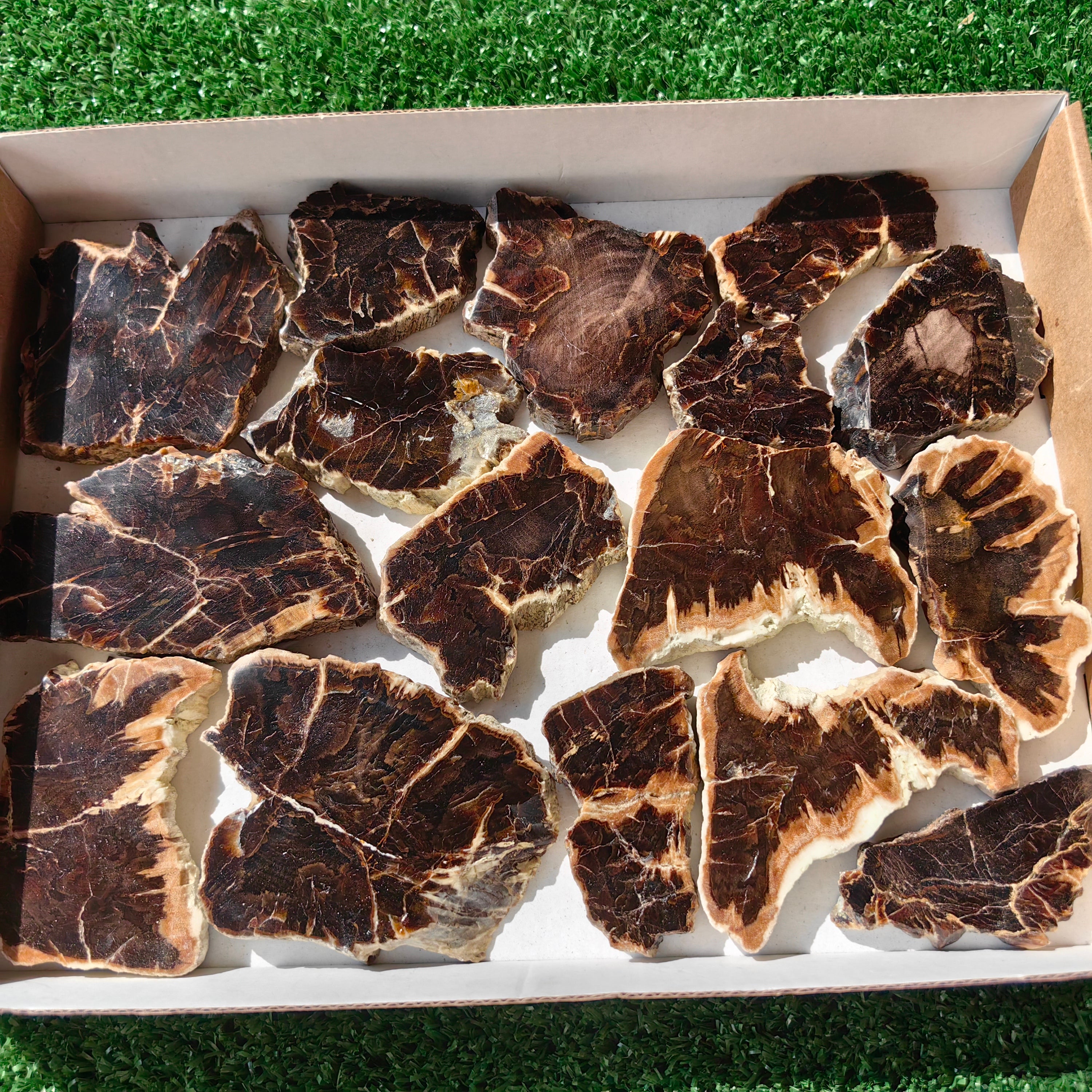 Lot 16 pcs Agatized Fossilized Wood Slices*