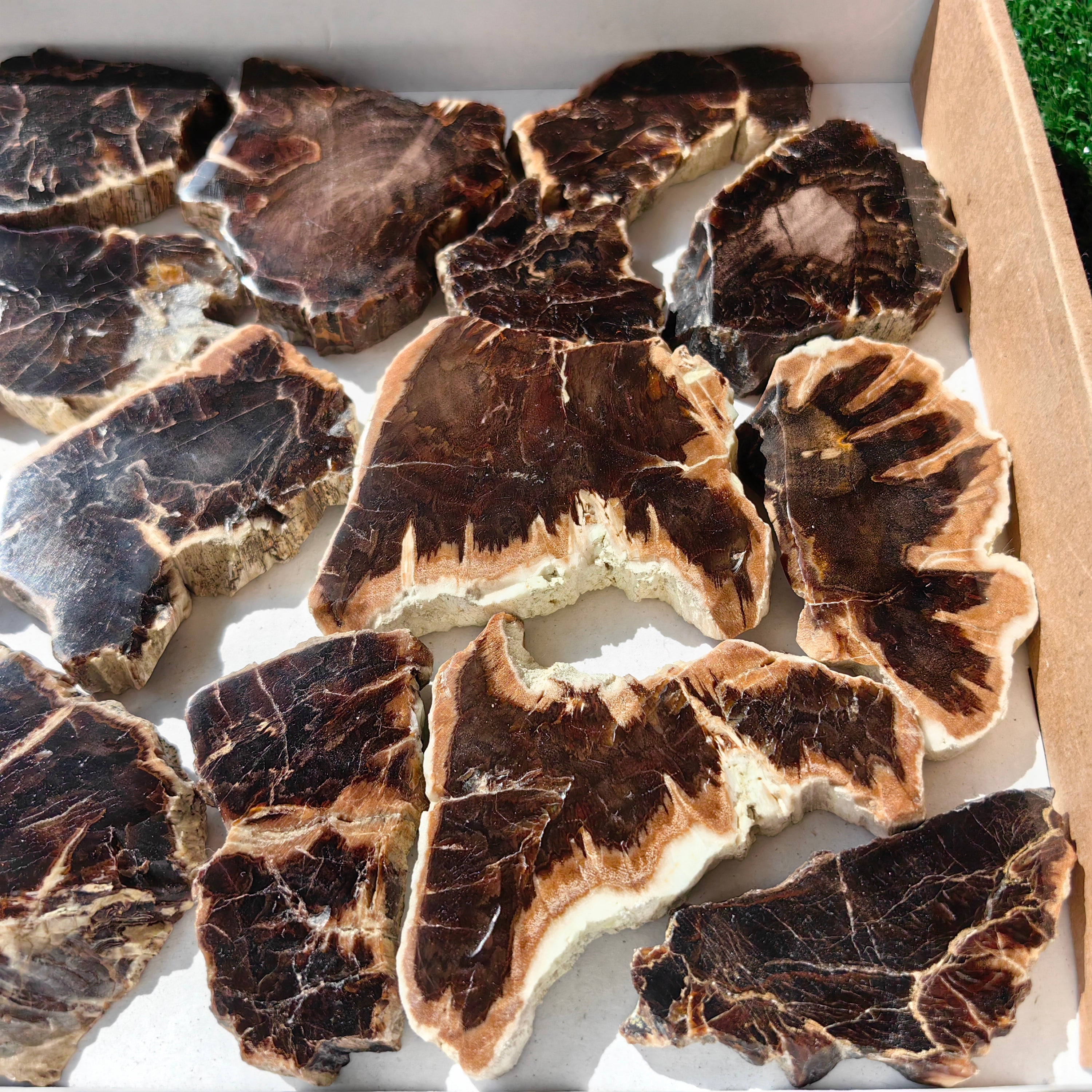 Lot 16 pcs Agatized Fossilized Wood Slices*