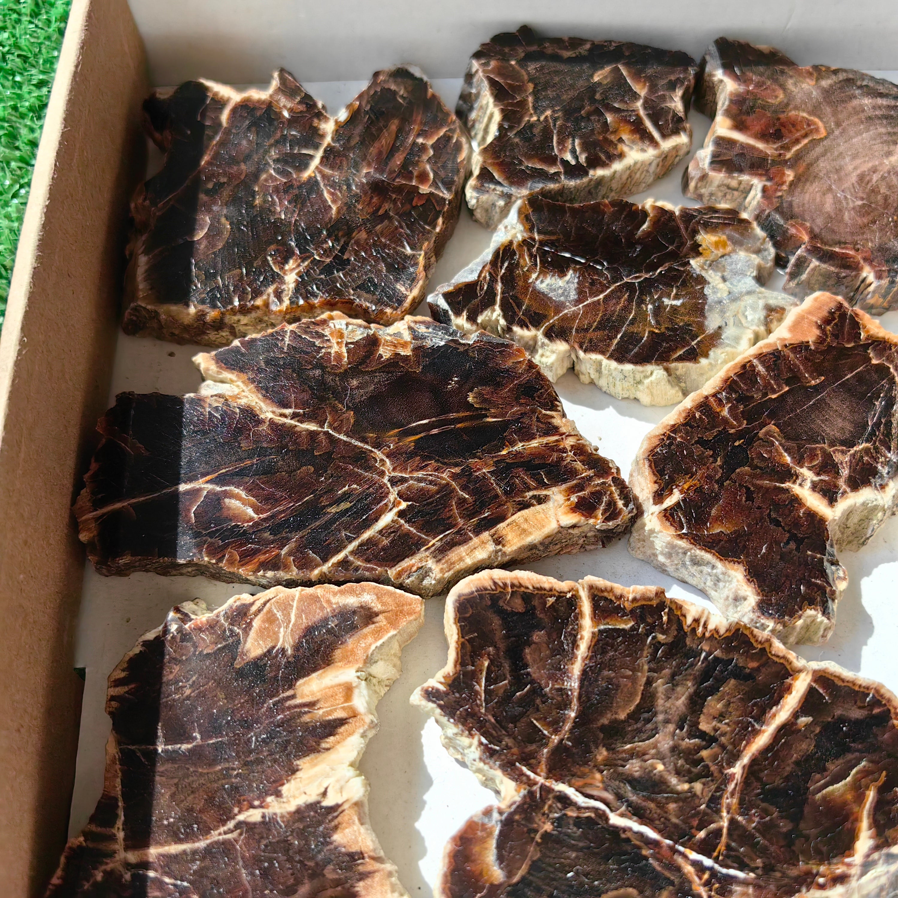 Lot 16 pcs Agatized Fossilized Wood Slices*