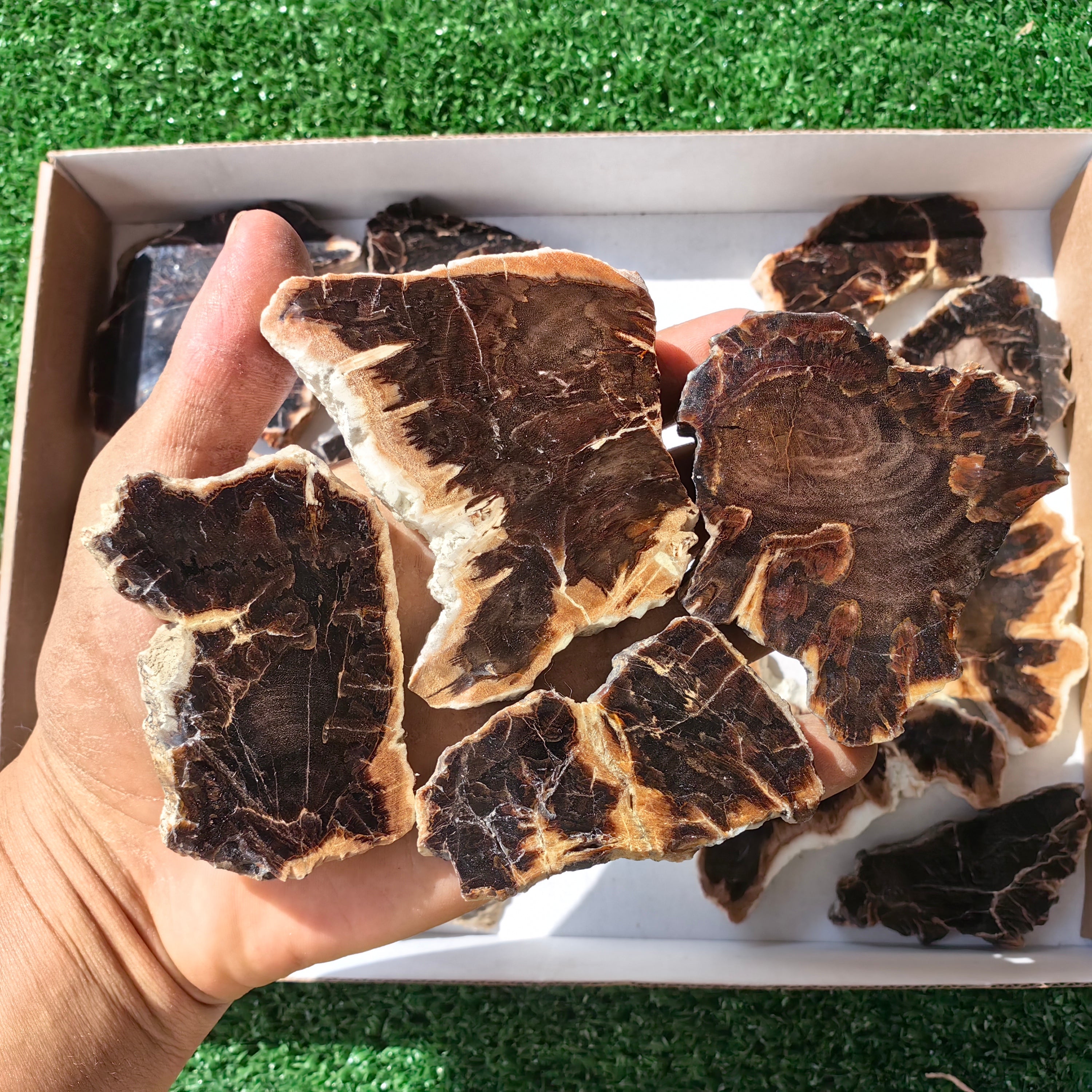 Lot 16 pcs Agatized Fossilized Wood Slices*