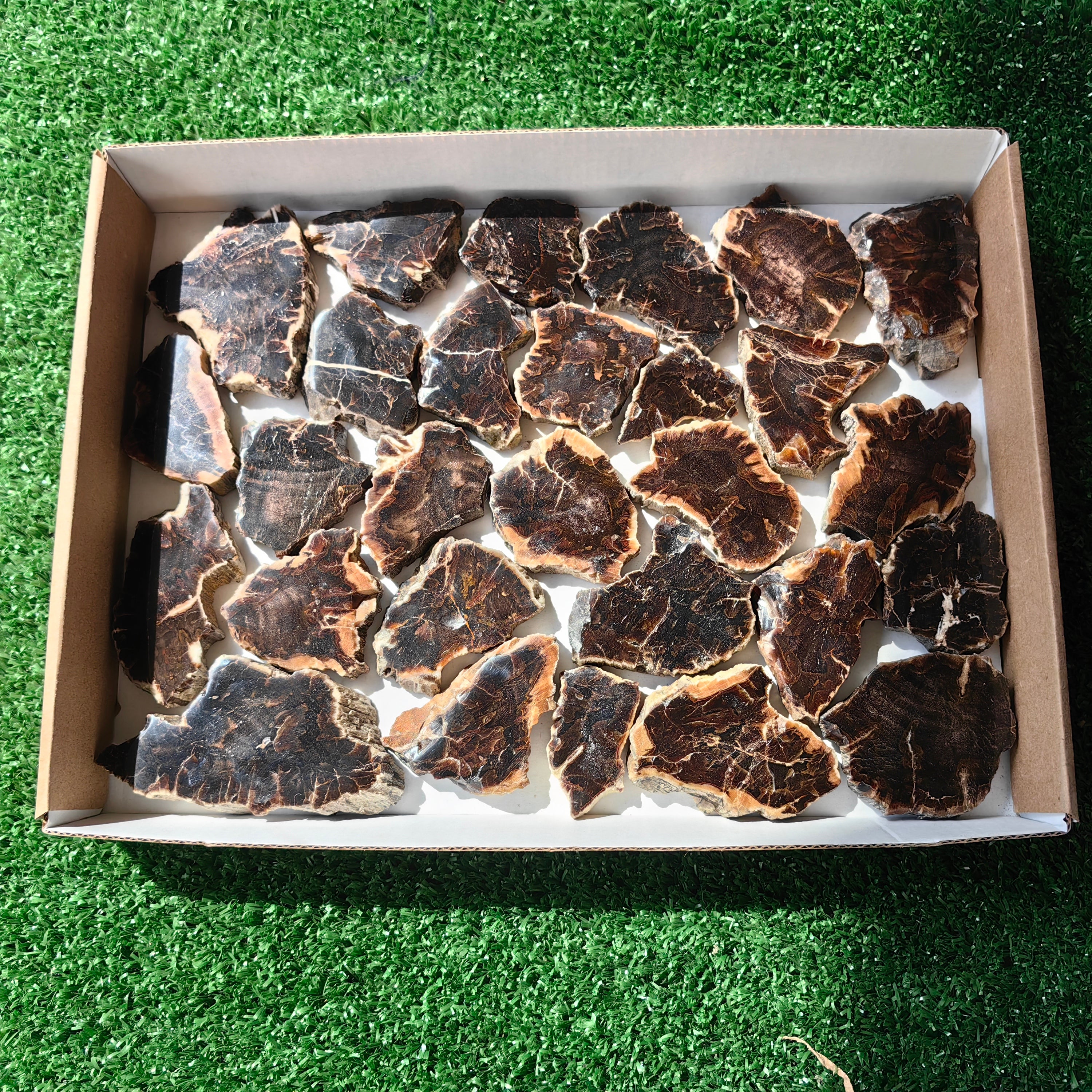 Lot 28 pcs Agatized Fossilized Wood Slices*