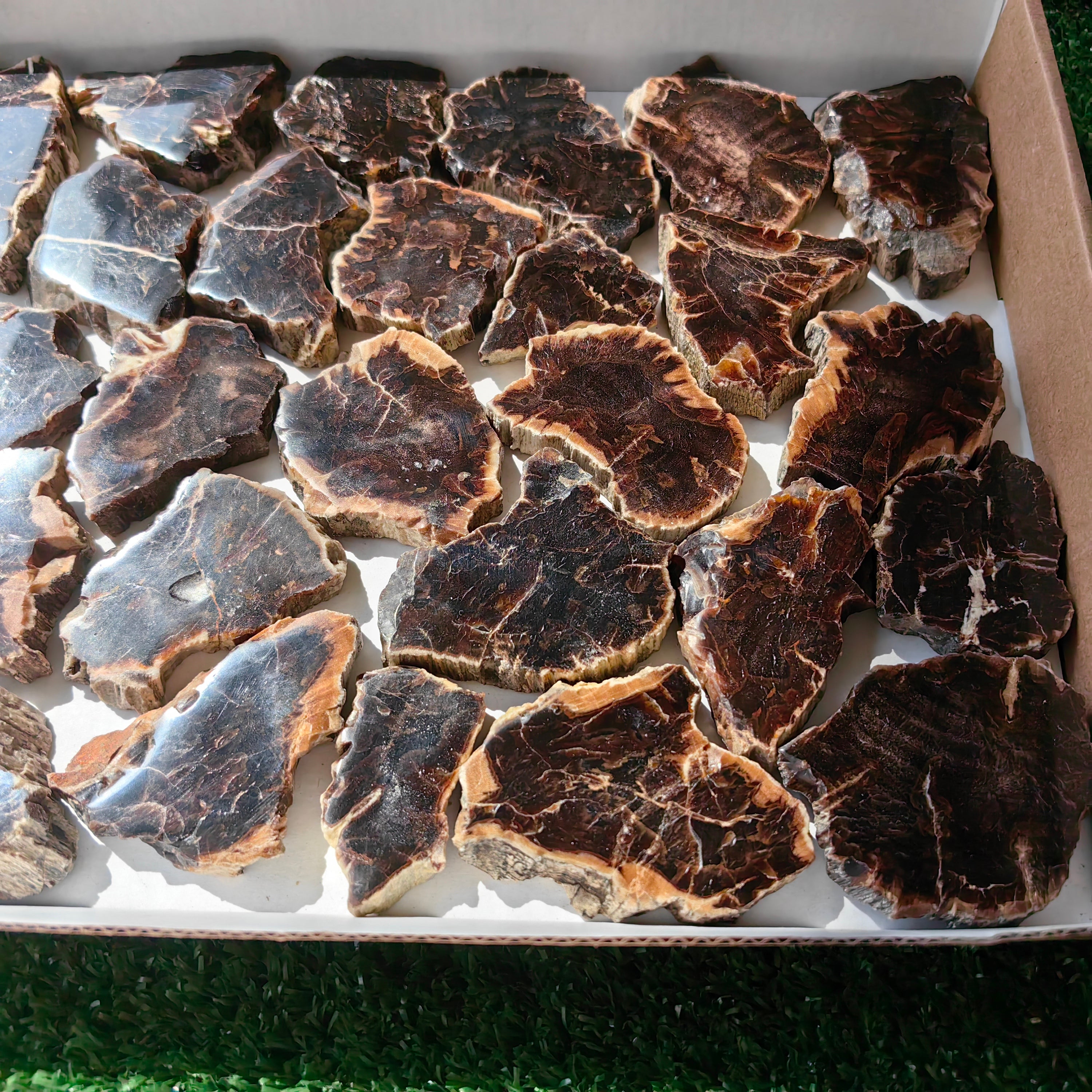 Lot 28 pcs Agatized Fossilized Wood Slices*