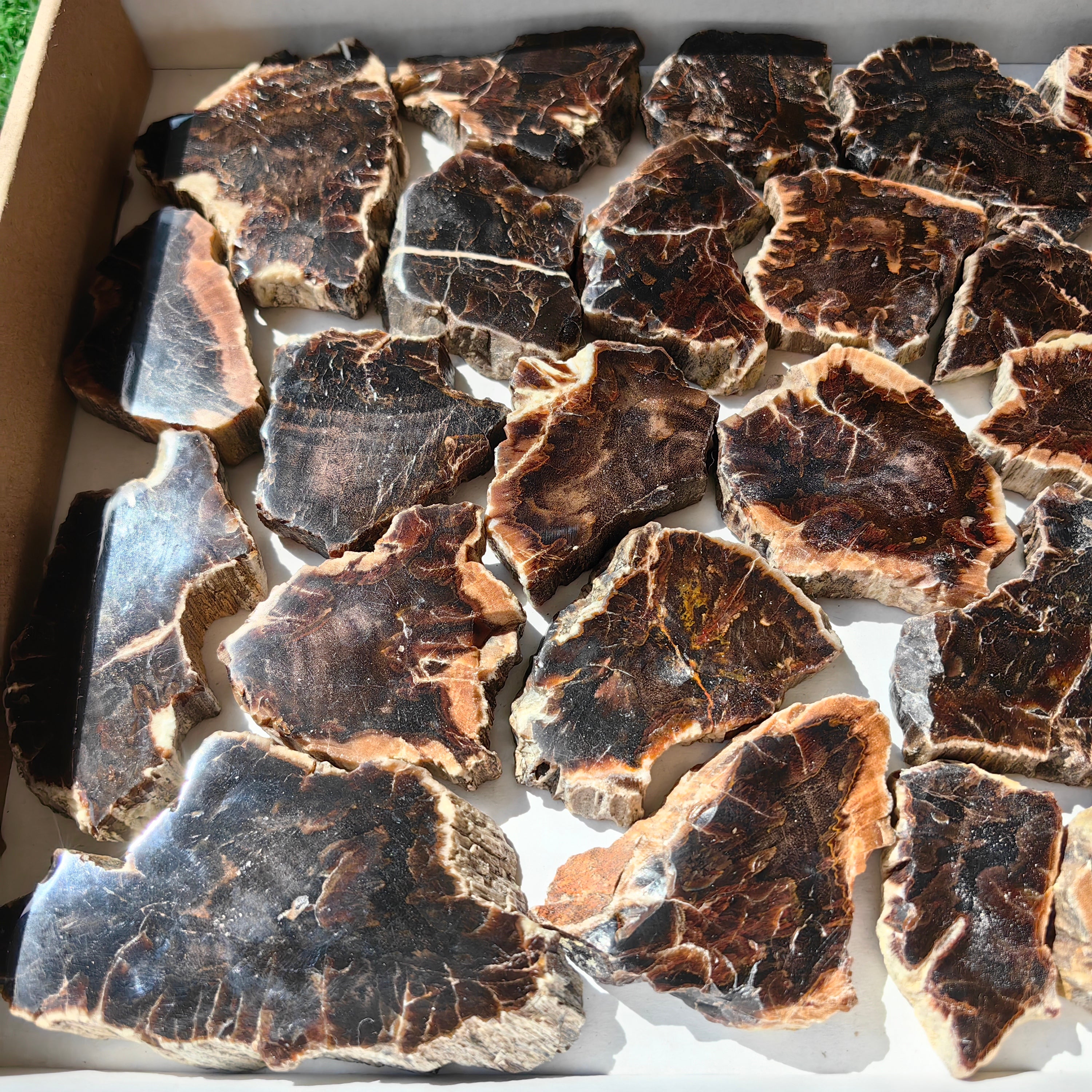 Lot 28 pcs Agatized Fossilized Wood Slices*