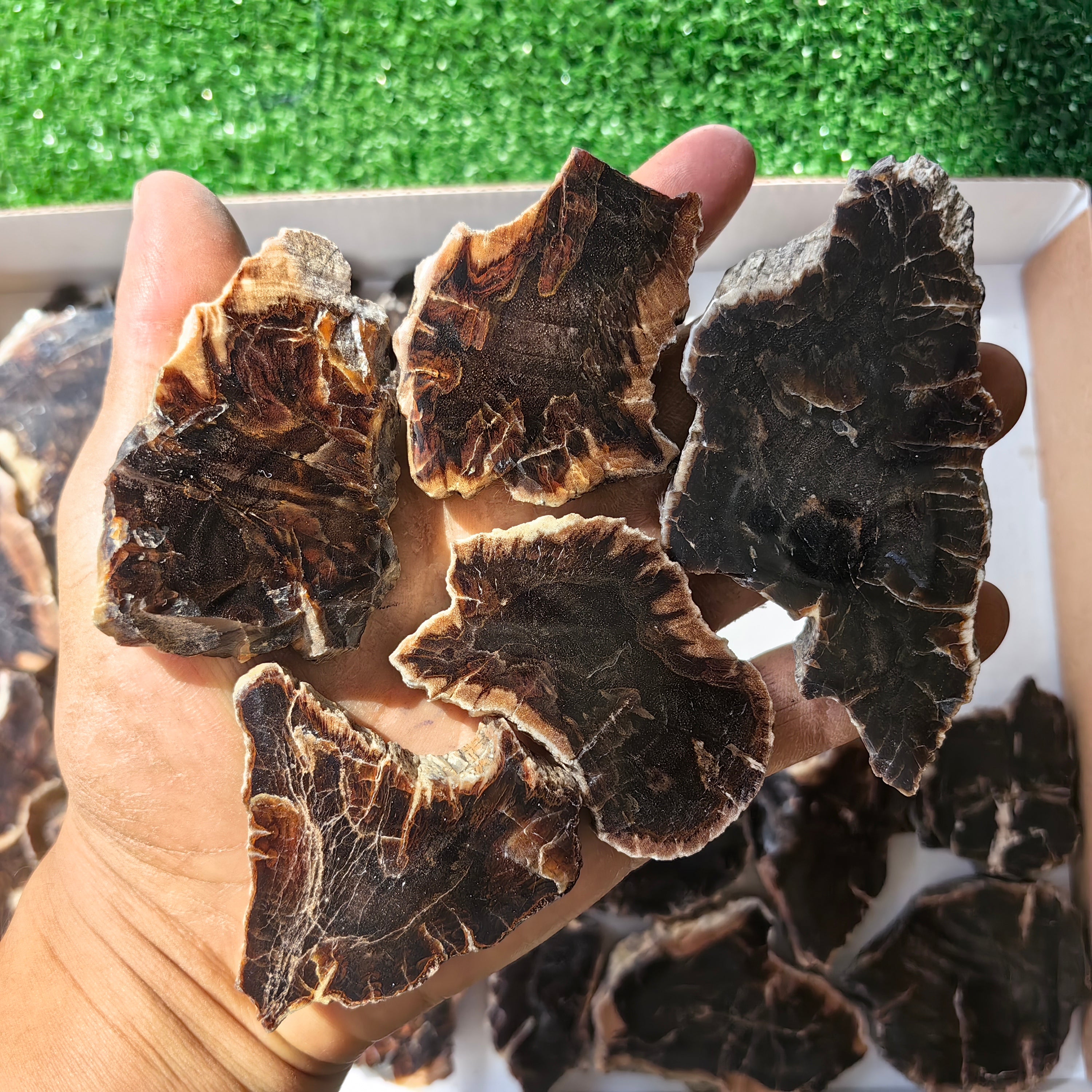 Lot 28 pcs Agatized Fossilized Wood Slices*