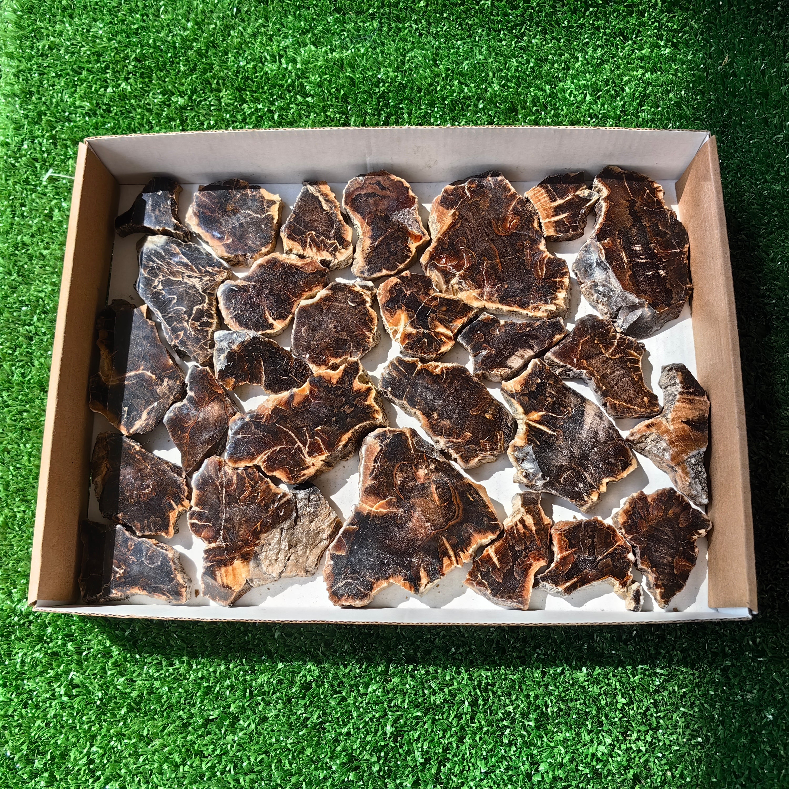 Lot 27 pcs Agatized Fossilized Wood Slices*