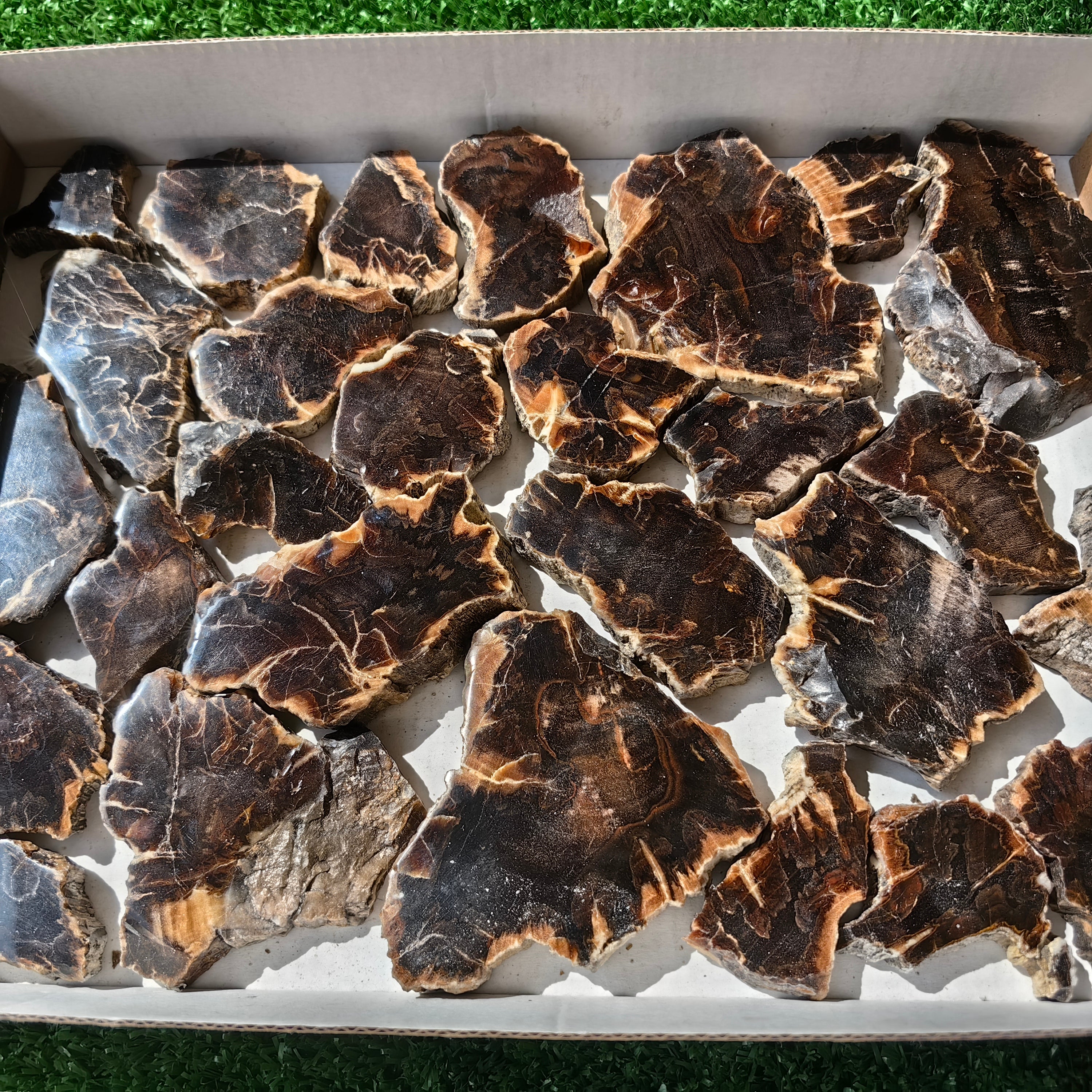 Lot 27 pcs Agatized Fossilized Wood Slices*