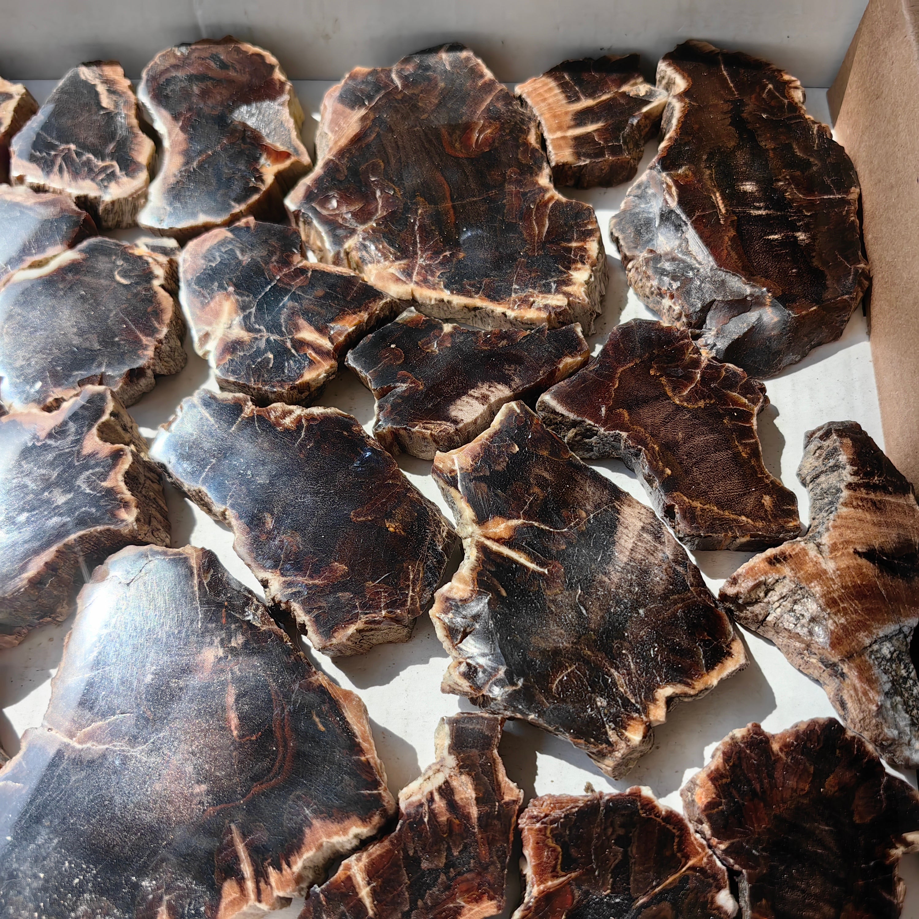 Lot 27 pcs Agatized Fossilized Wood Slices*