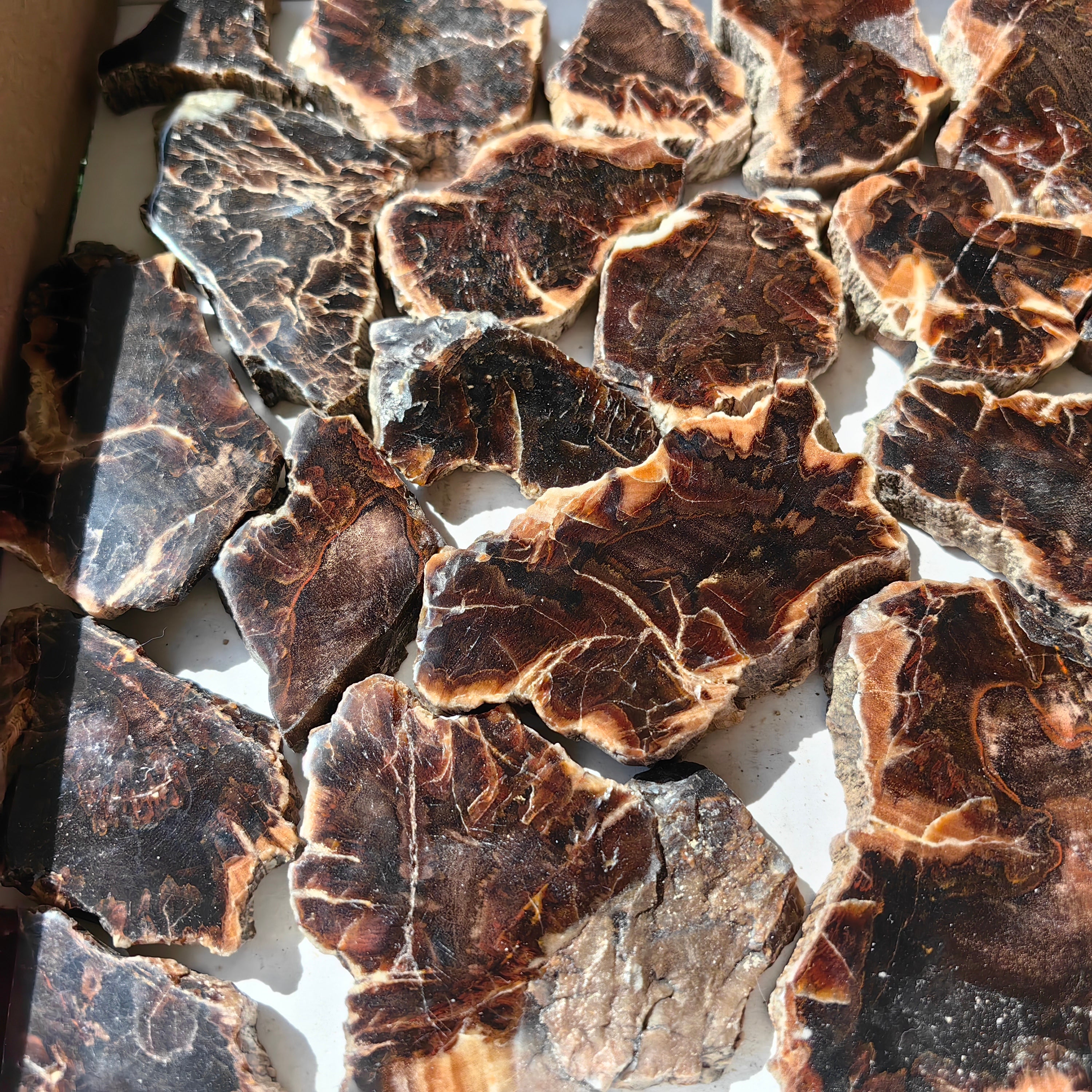 Lot 27 pcs Agatized Fossilized Wood Slices*