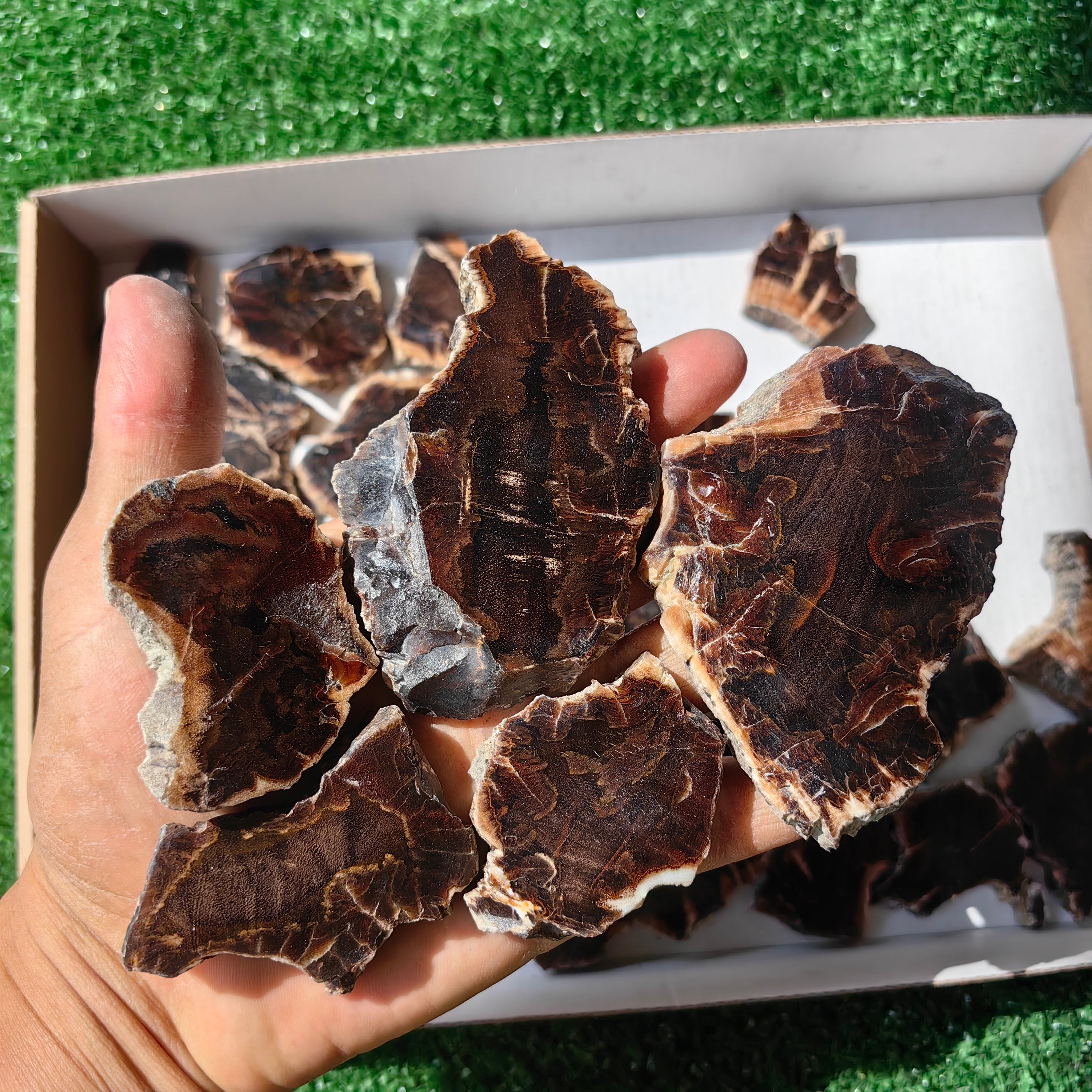 Lot 27 pcs Agatized Fossilized Wood Slices*