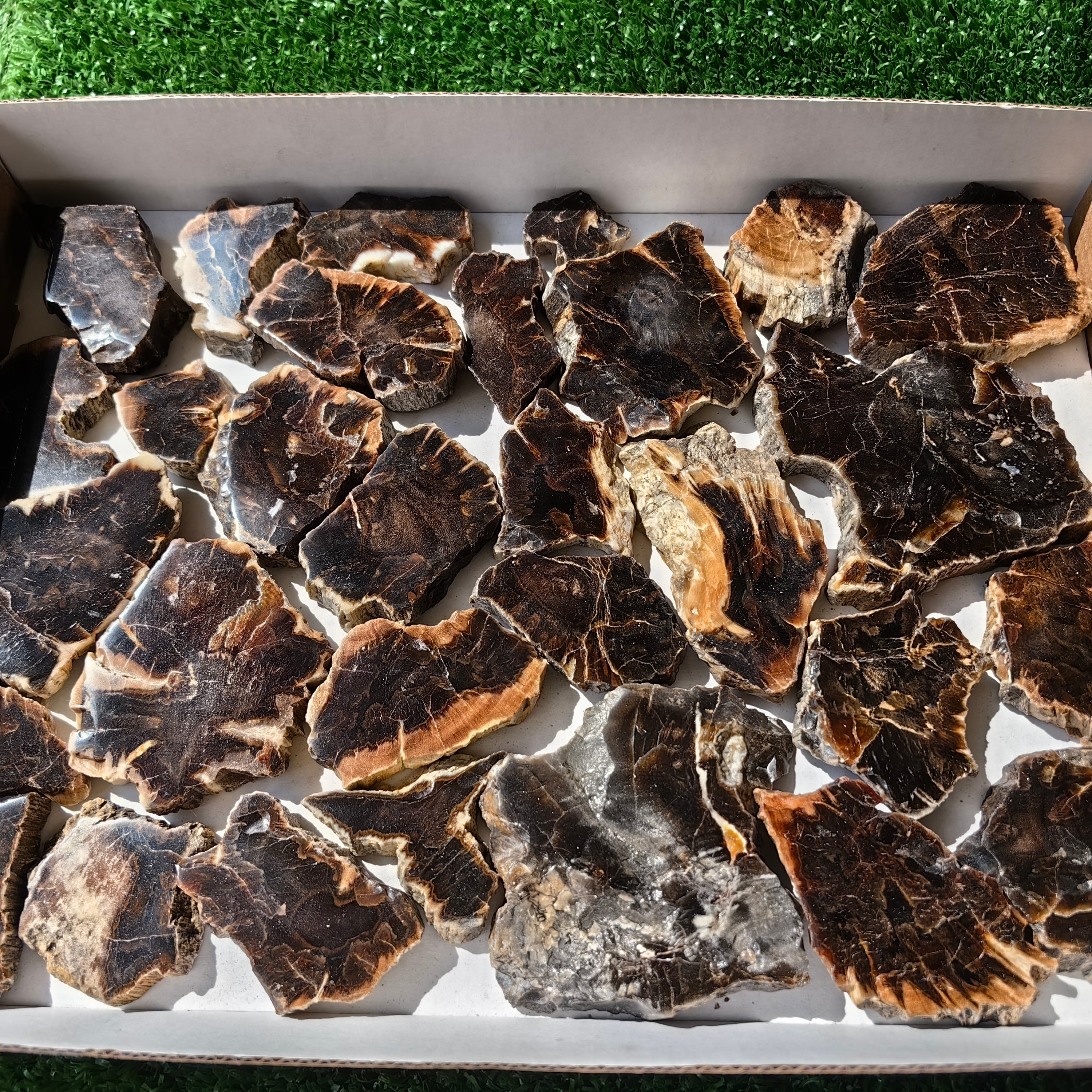 Lot 30 pcs Agatized Fossilized Wood Slices*