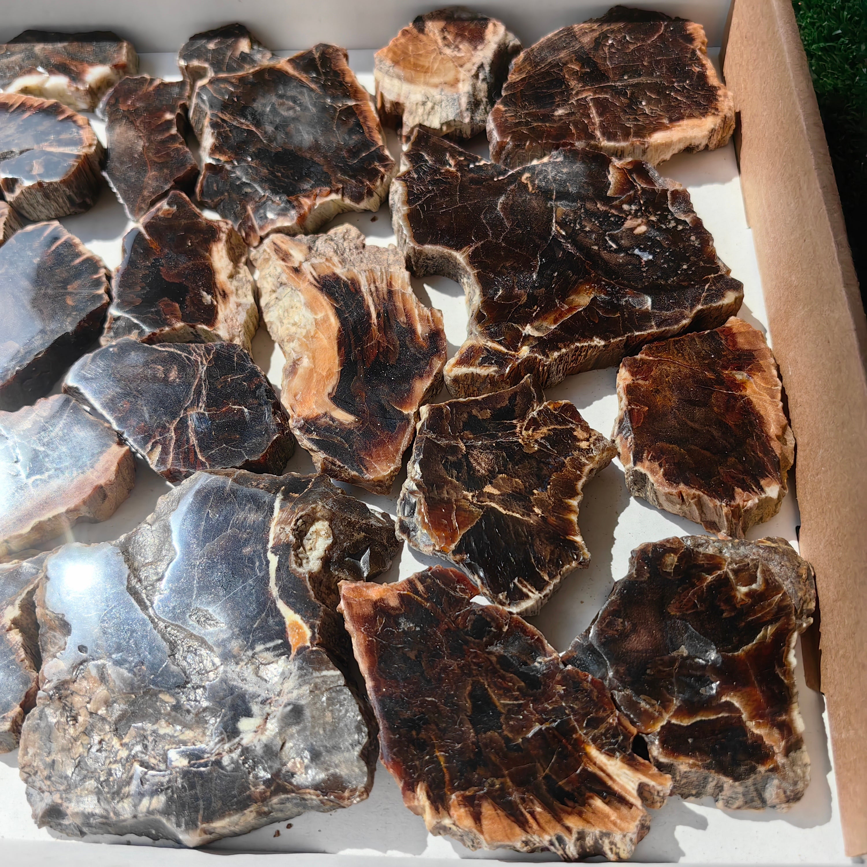 Lot 30 pcs Agatized Fossilized Wood Slices*