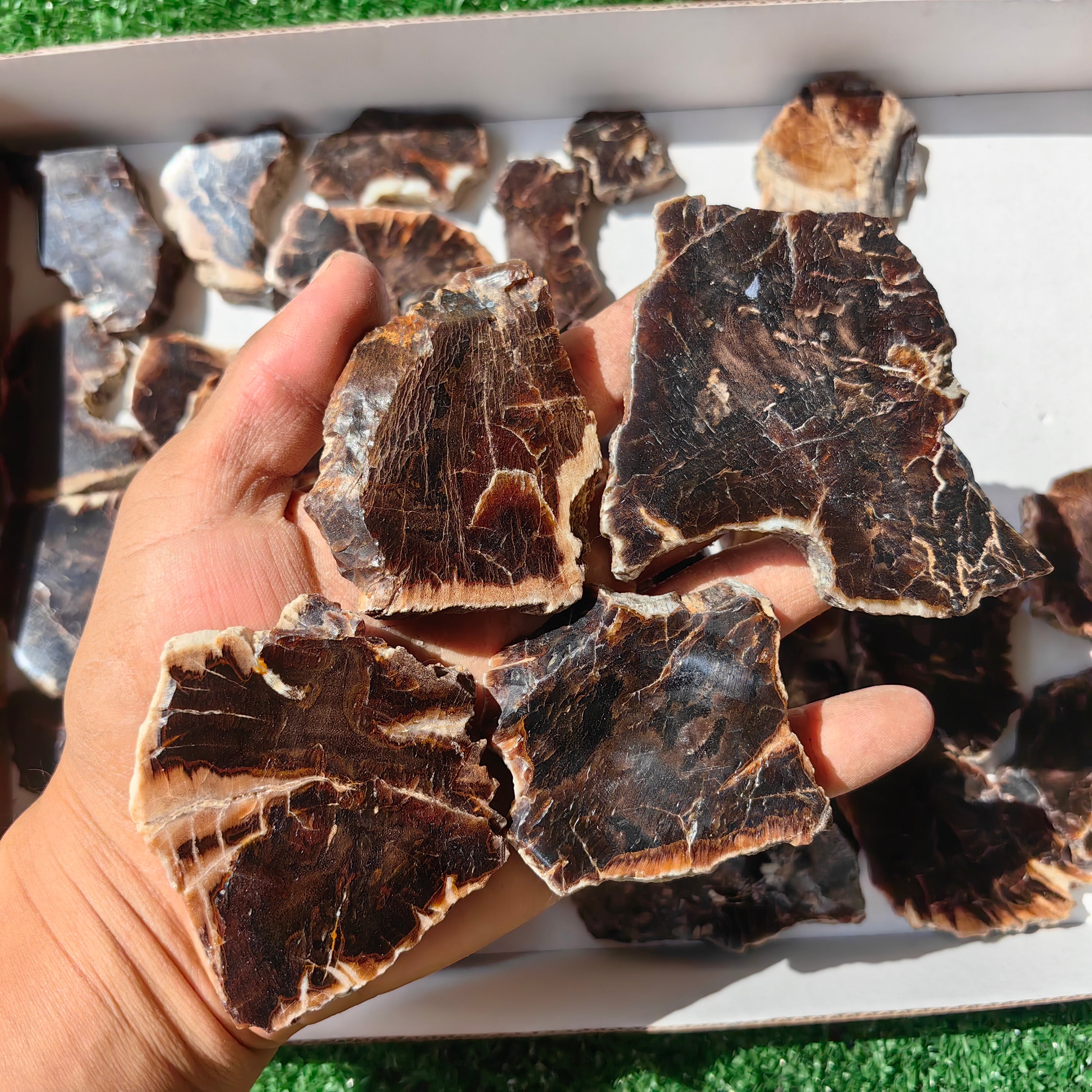 Lot 30 pcs Agatized Fossilized Wood Slices*