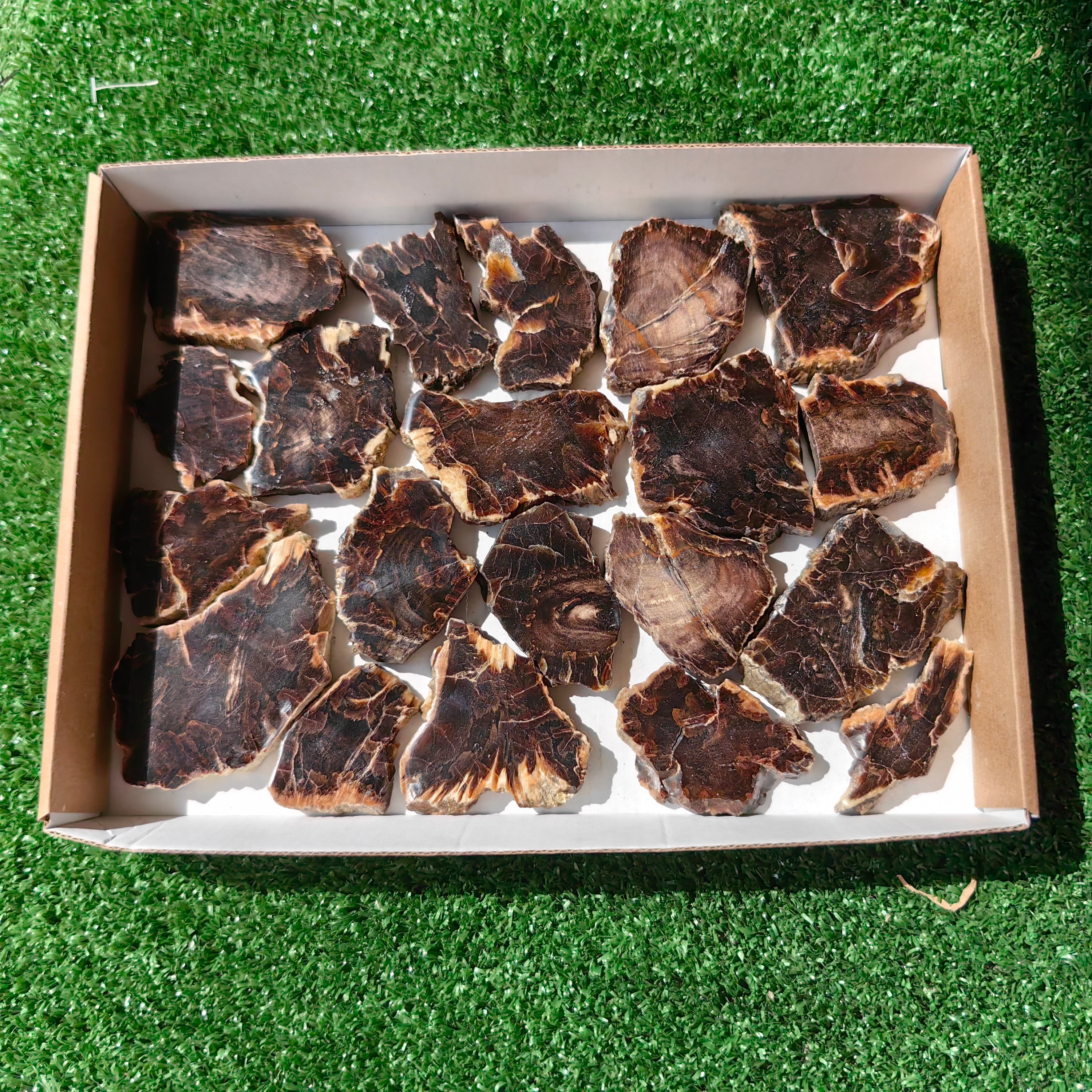 Lot 20 pcs Agatized Fossilized Wood Slices*