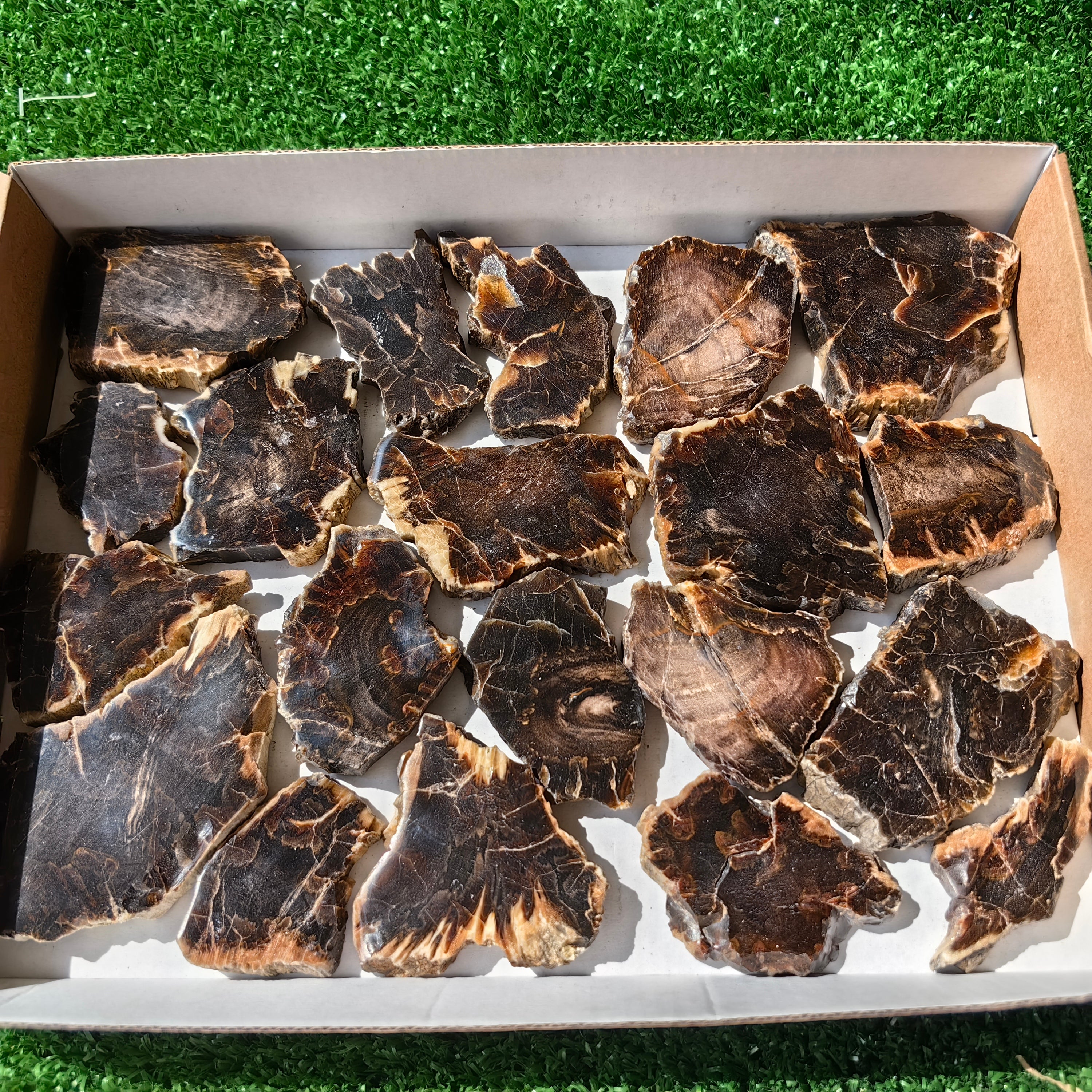 Lot 20 pcs Agatized Fossilized Wood Slices*
