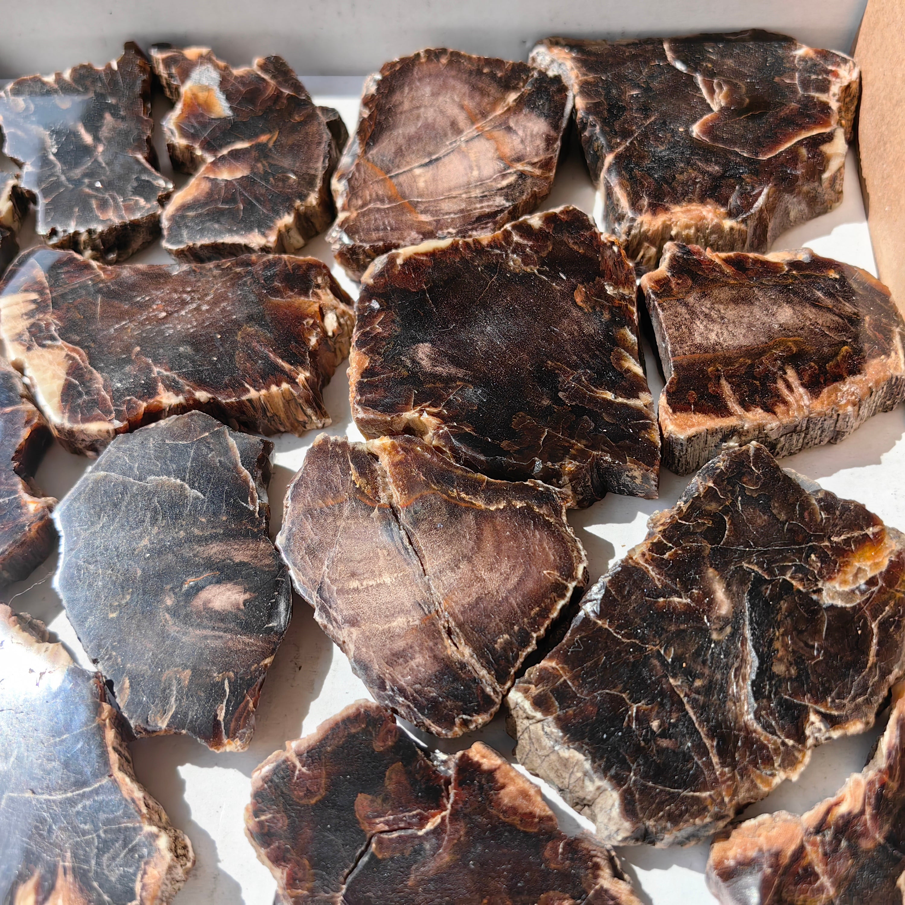 Lot 20 pcs Agatized Fossilized Wood Slices*