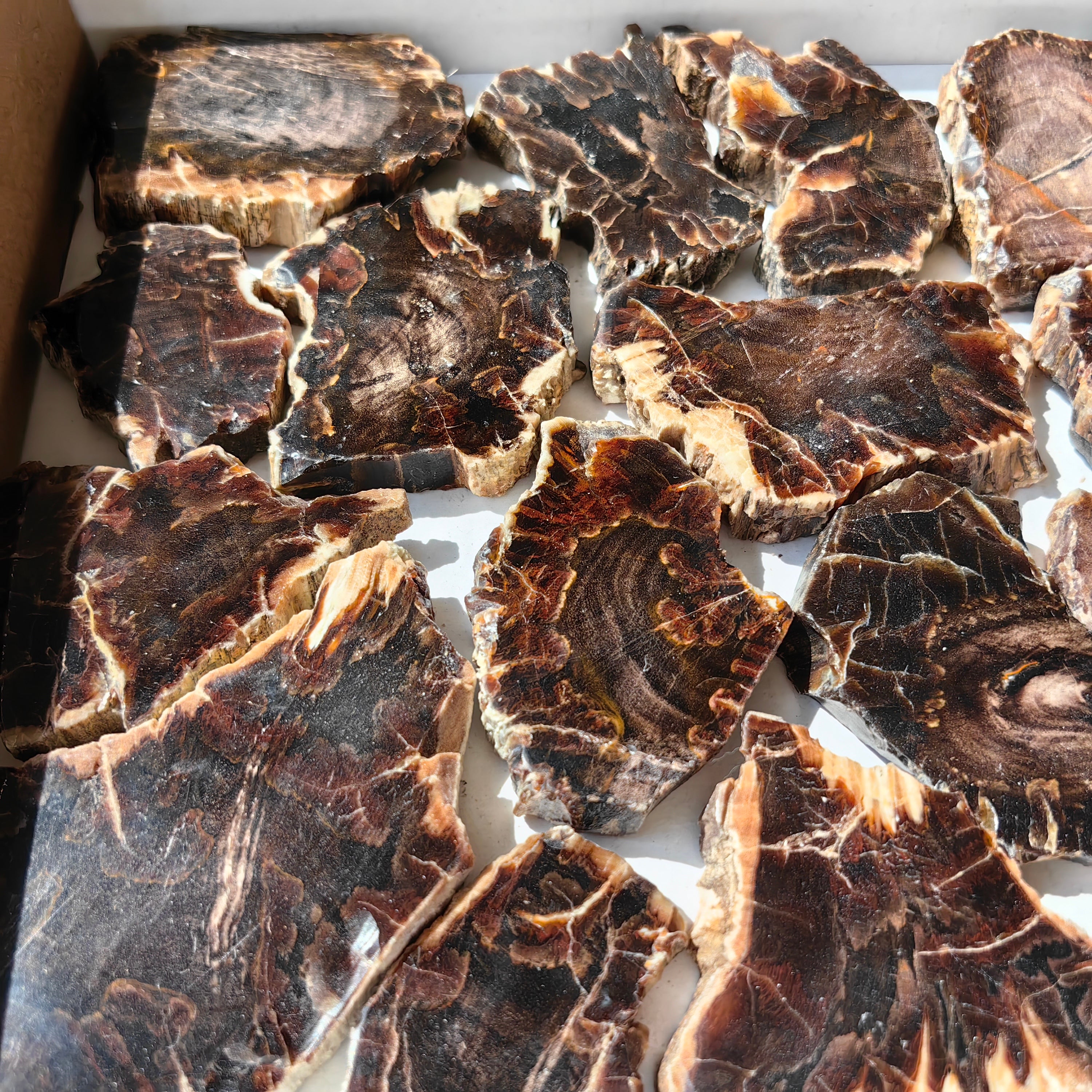 Lot 20 pcs Agatized Fossilized Wood Slices*