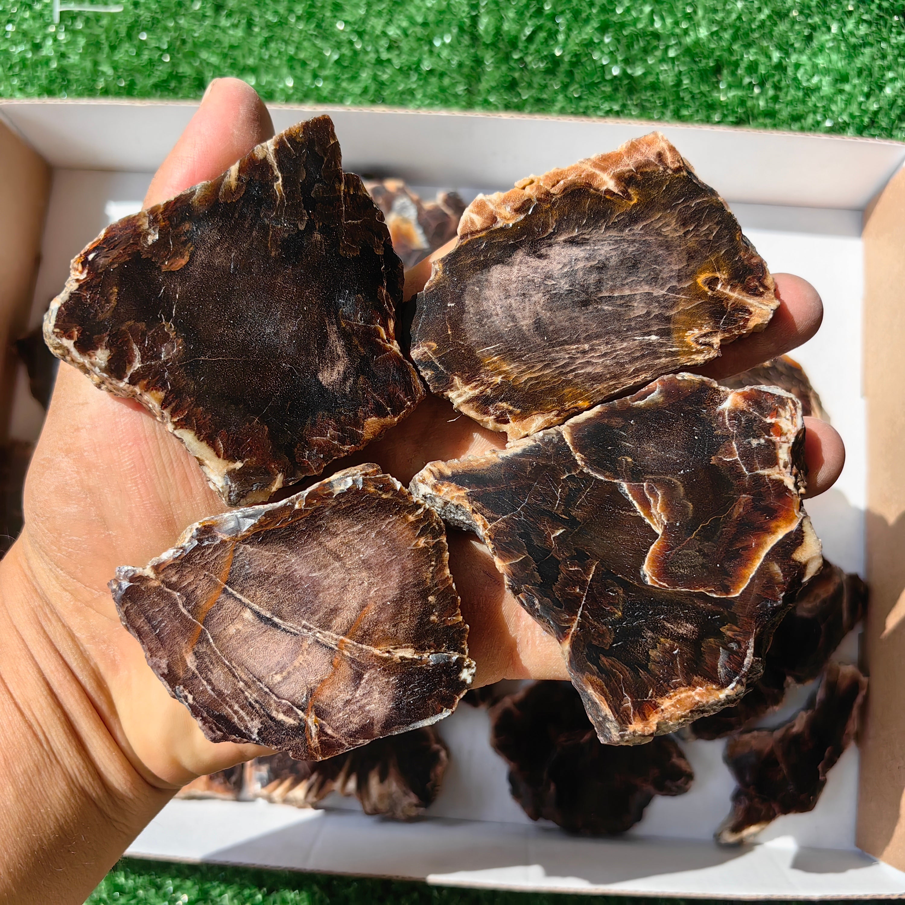 Lot 20 pcs Agatized Fossilized Wood Slices*