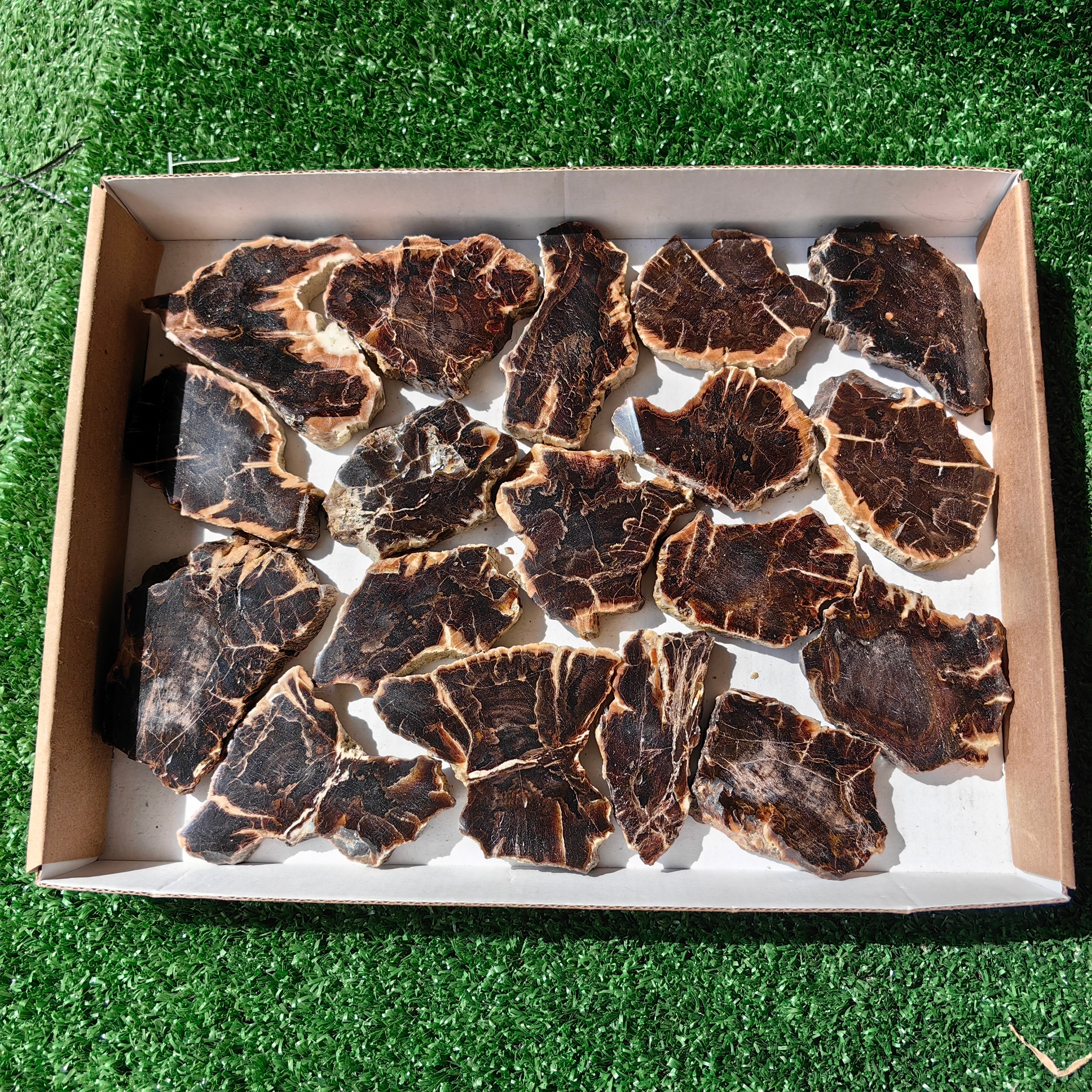 Lot 18 pcs Agatized Fossilized Wood Slices*