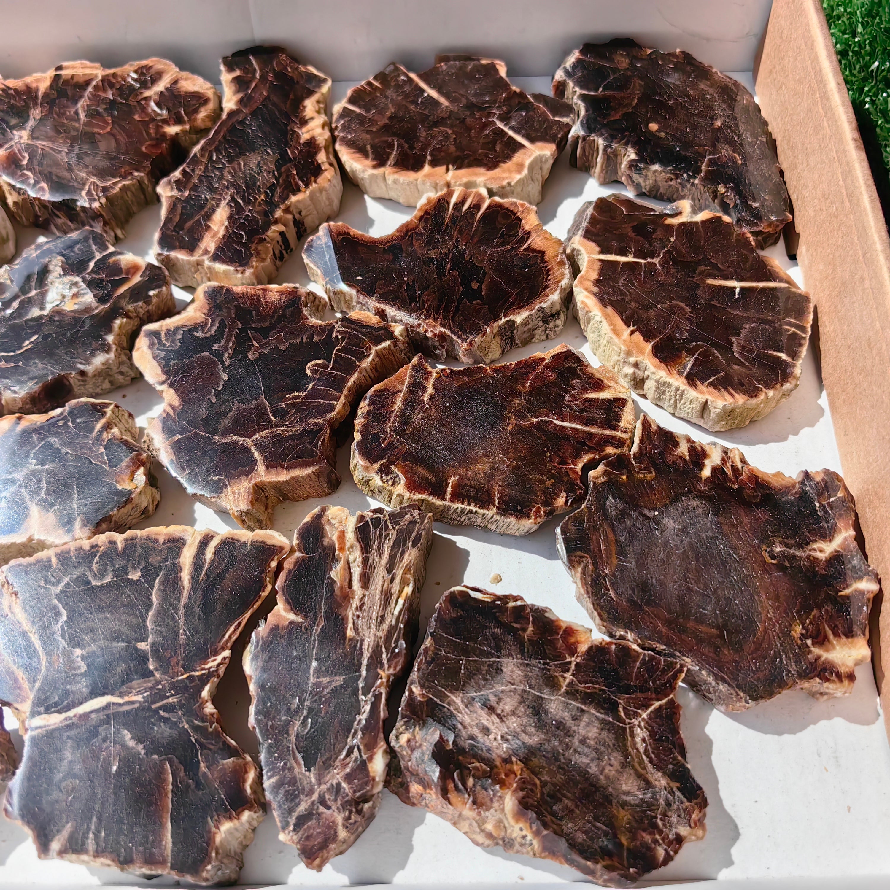 Lot 18 pcs Agatized Fossilized Wood Slices*