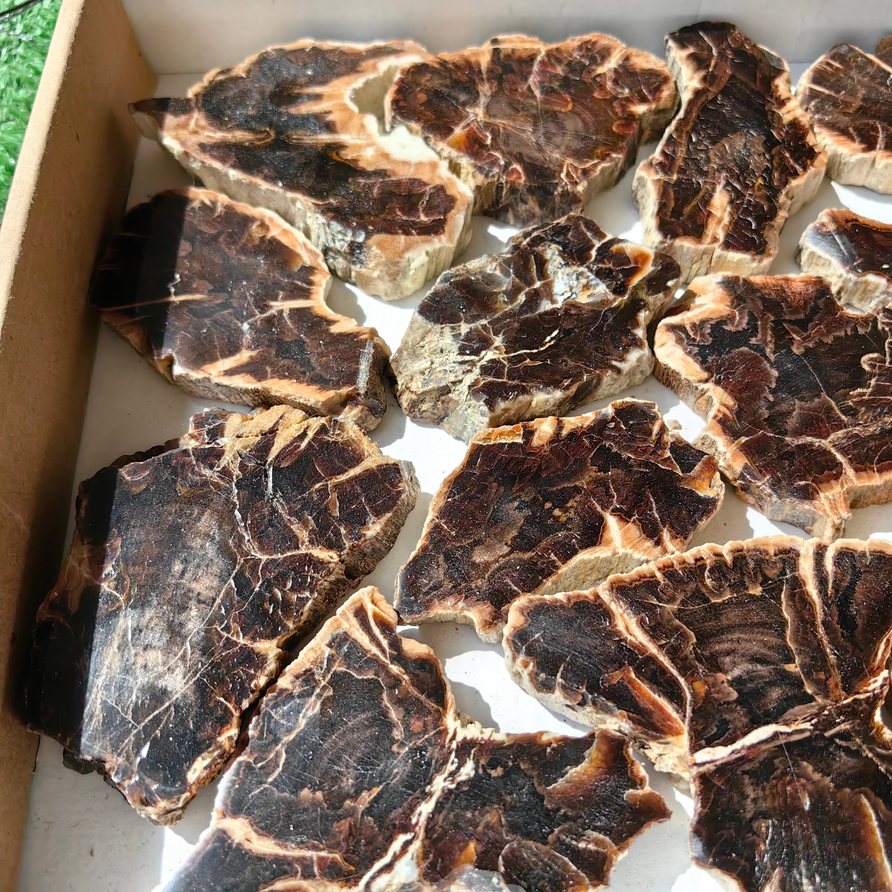 Lot 18 pcs Agatized Fossilized Wood Slices*