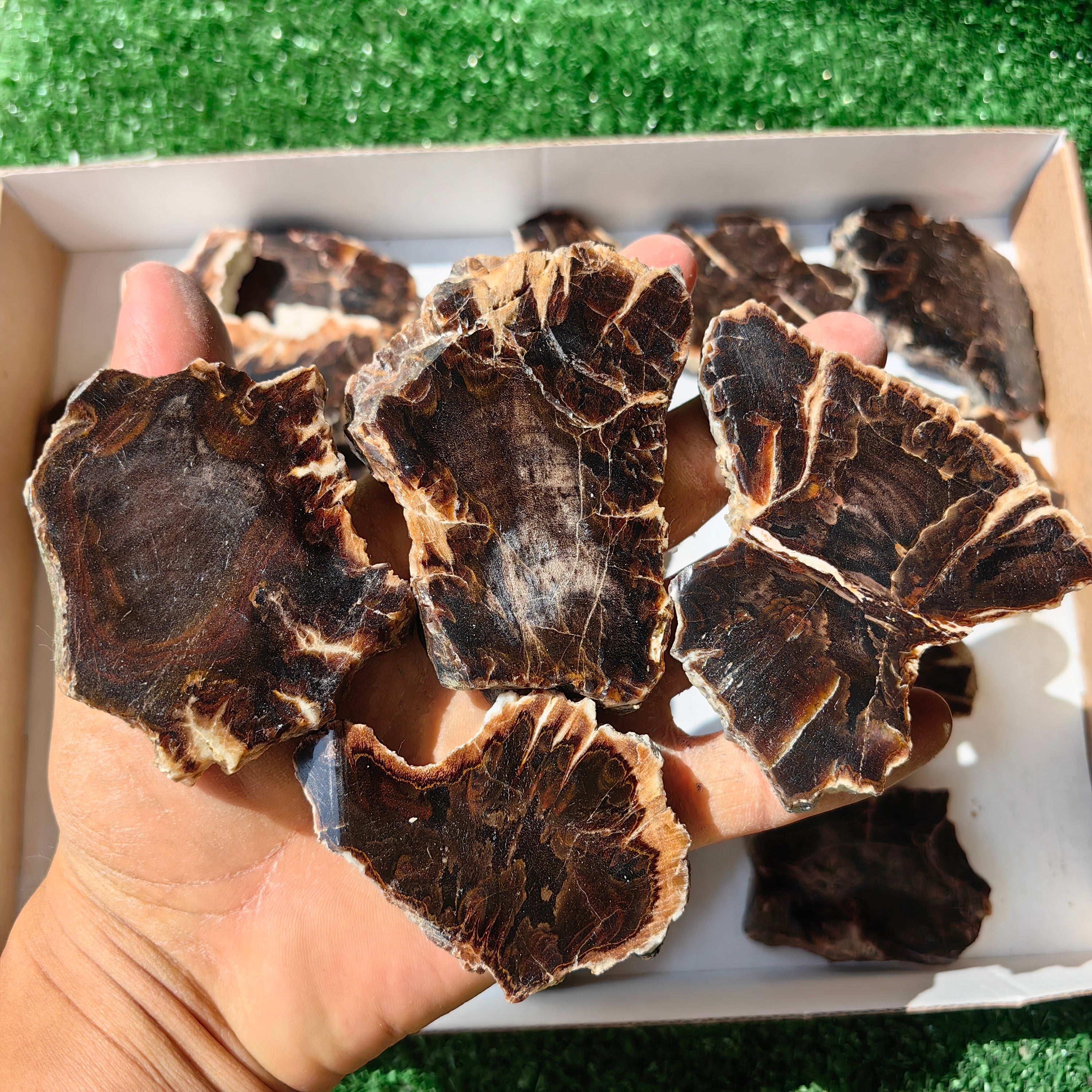 Lot 18 pcs Agatized Fossilized Wood Slices*