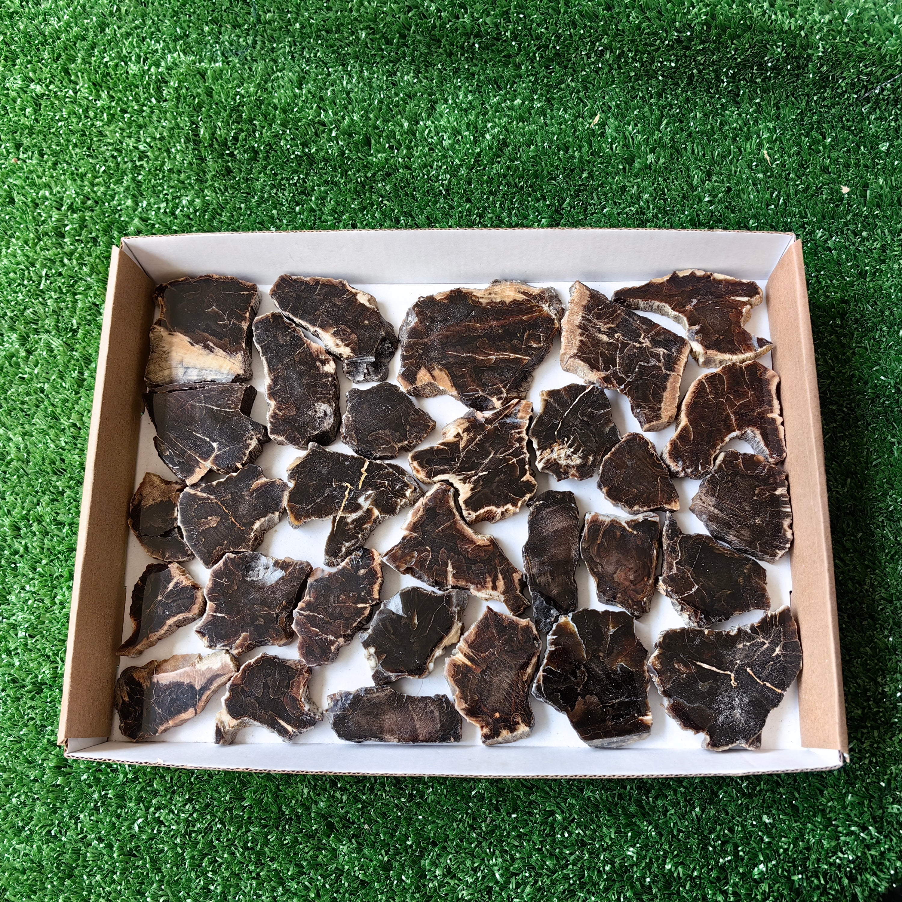 Lot 29 pcs Agatized Fossilized Wood Slices*