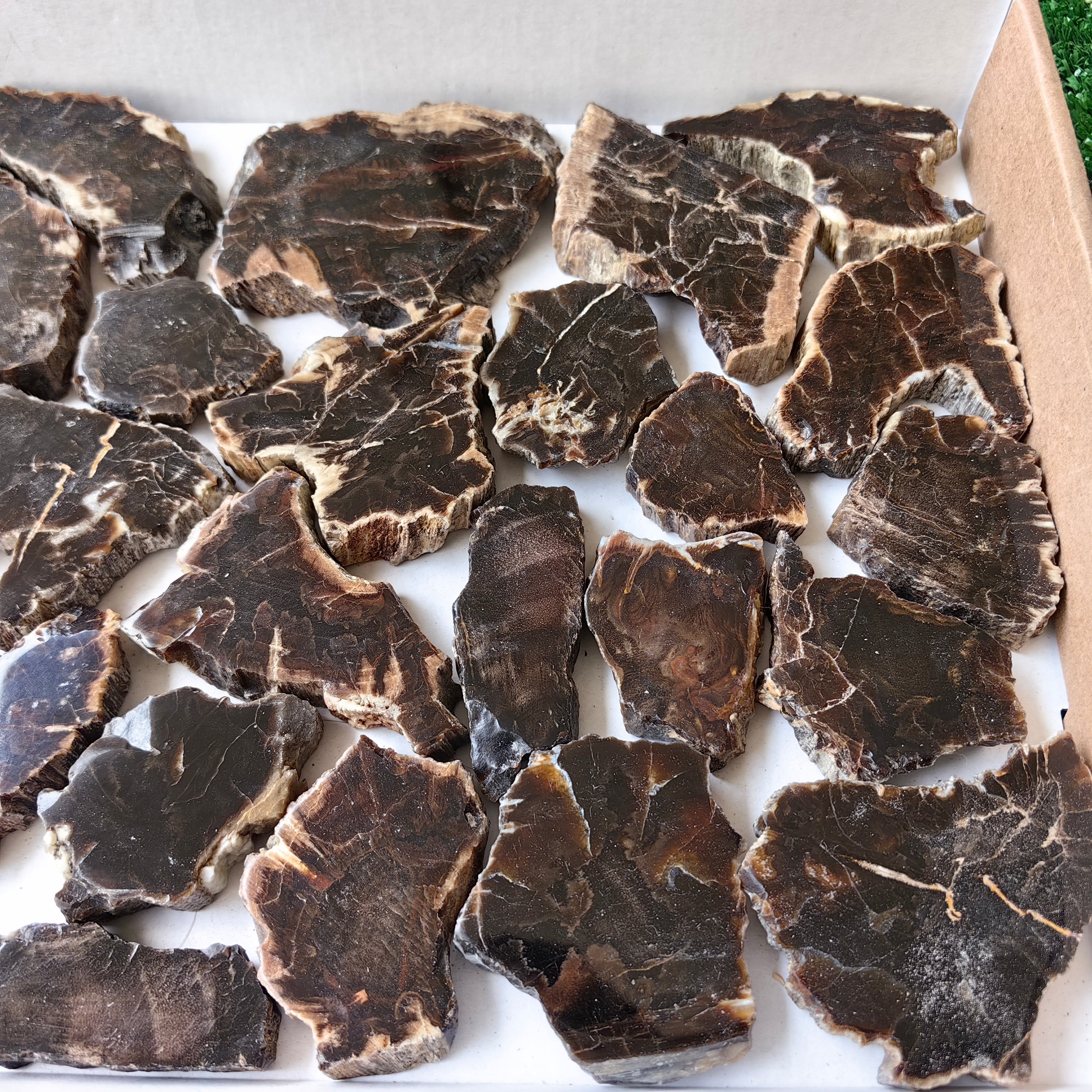 Lot 29 pcs Agatized Fossilized Wood Slices*