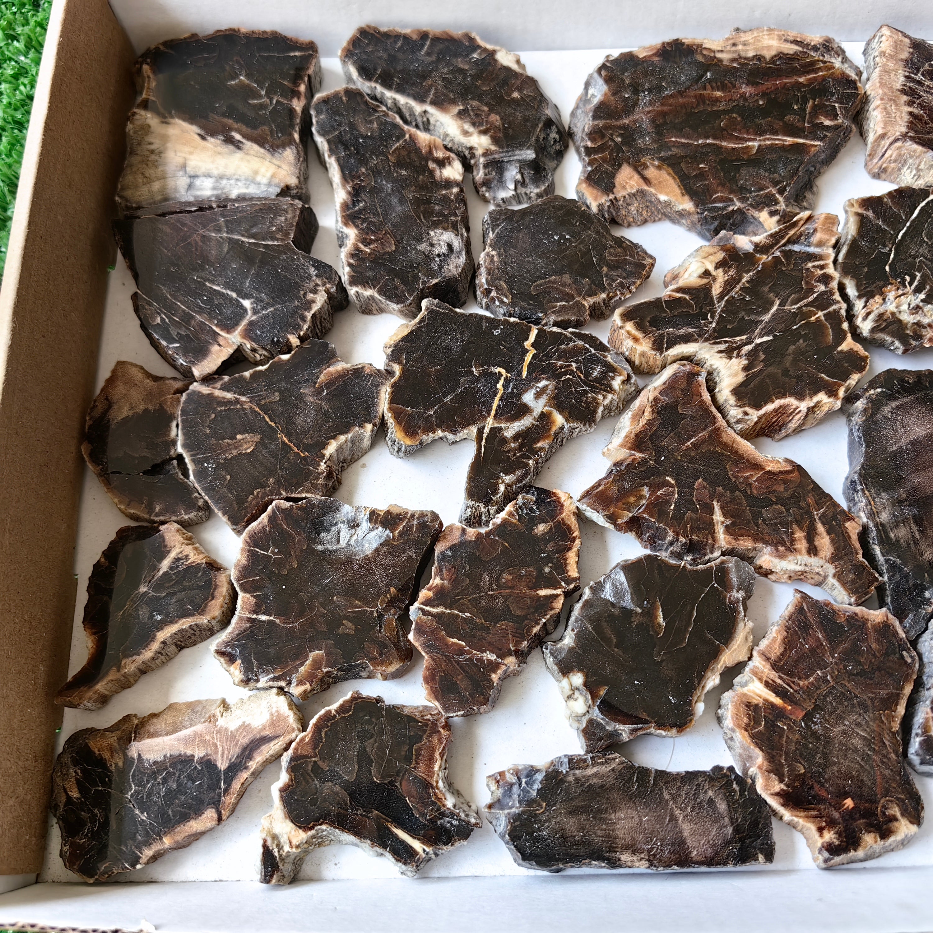 Lot 29 pcs Agatized Fossilized Wood Slices*