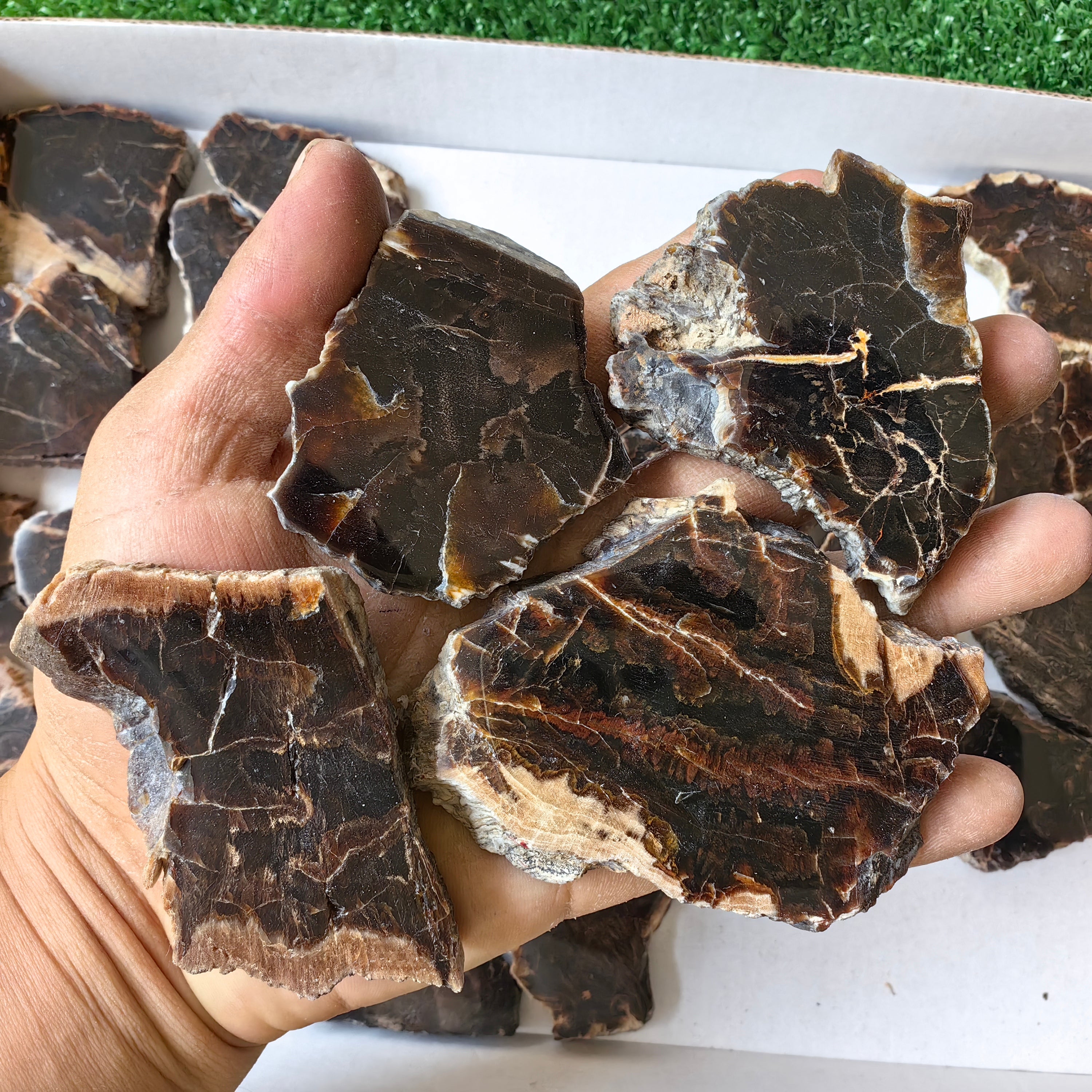 Lot 29 pcs Agatized Fossilized Wood Slices*