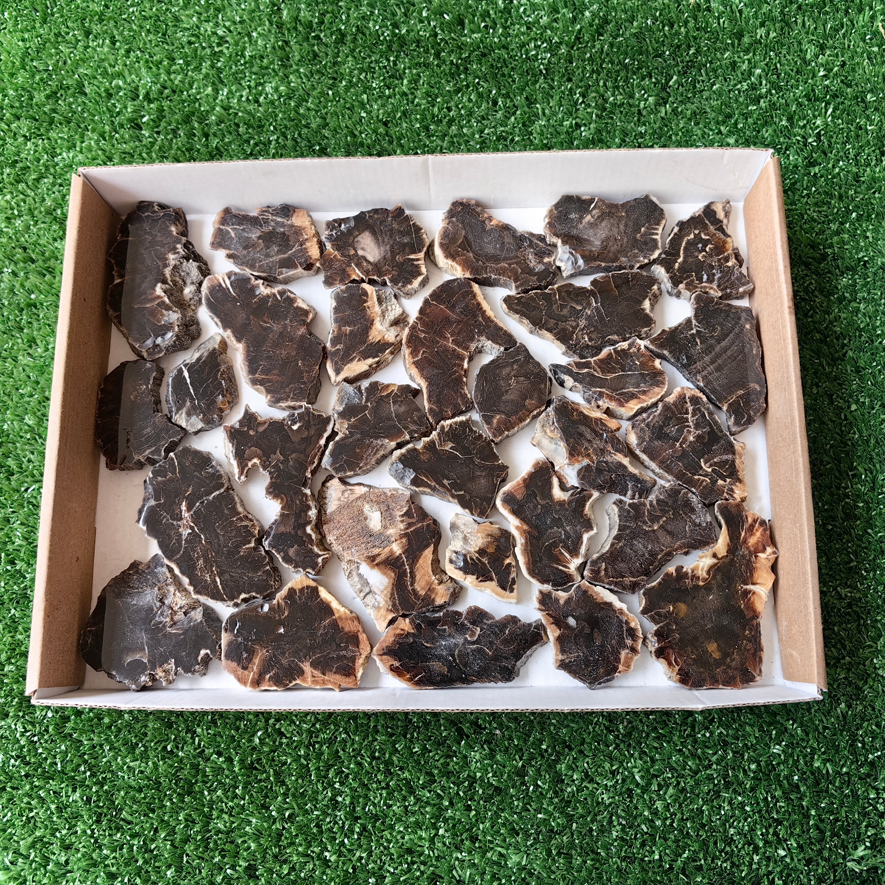 Lot 30 pcs Agatized Fossilized Wood Slices*