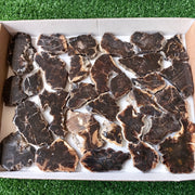 Lot 30 pcs Agatized Fossilized Wood Slices*