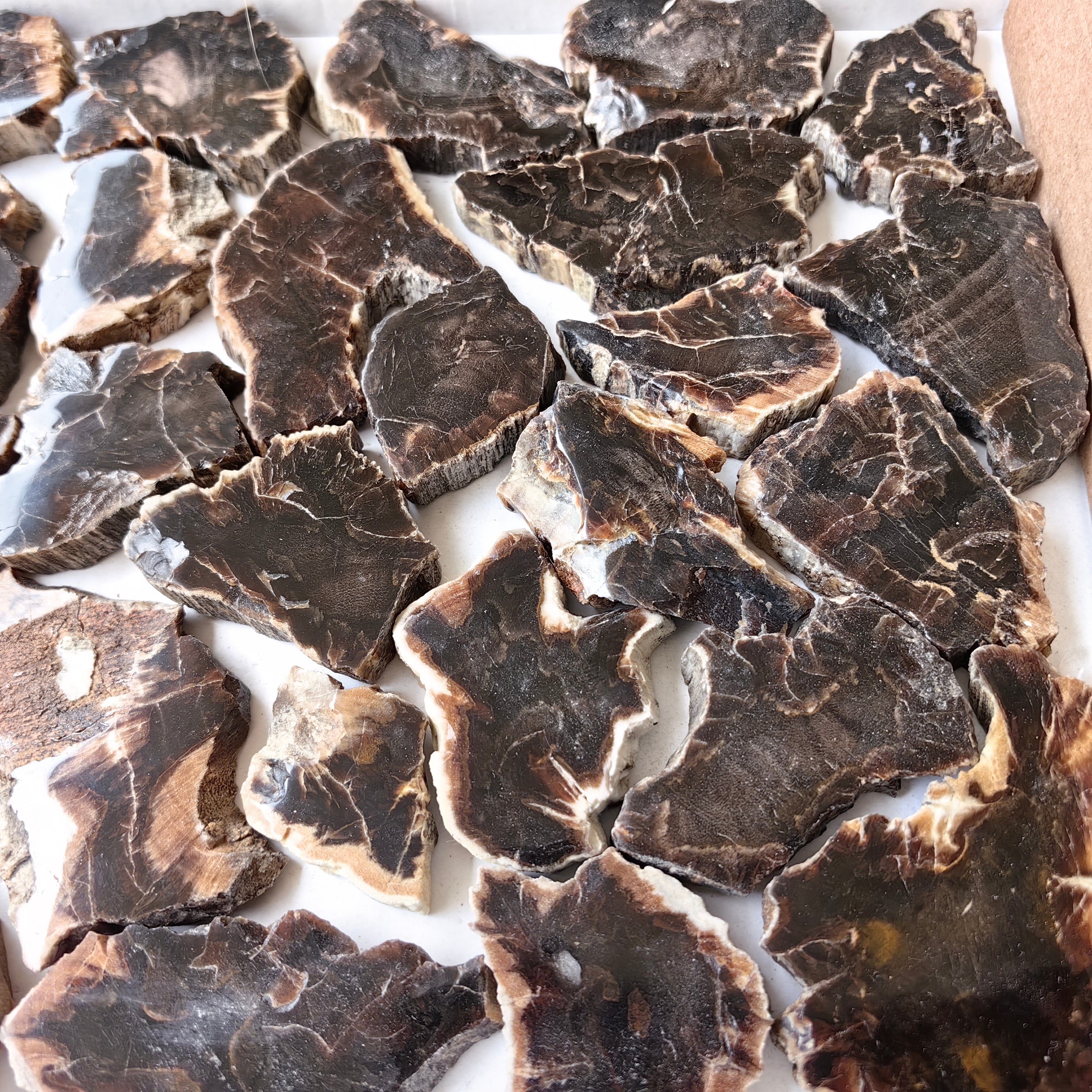 Lot 30 pcs Agatized Fossilized Wood Slices*