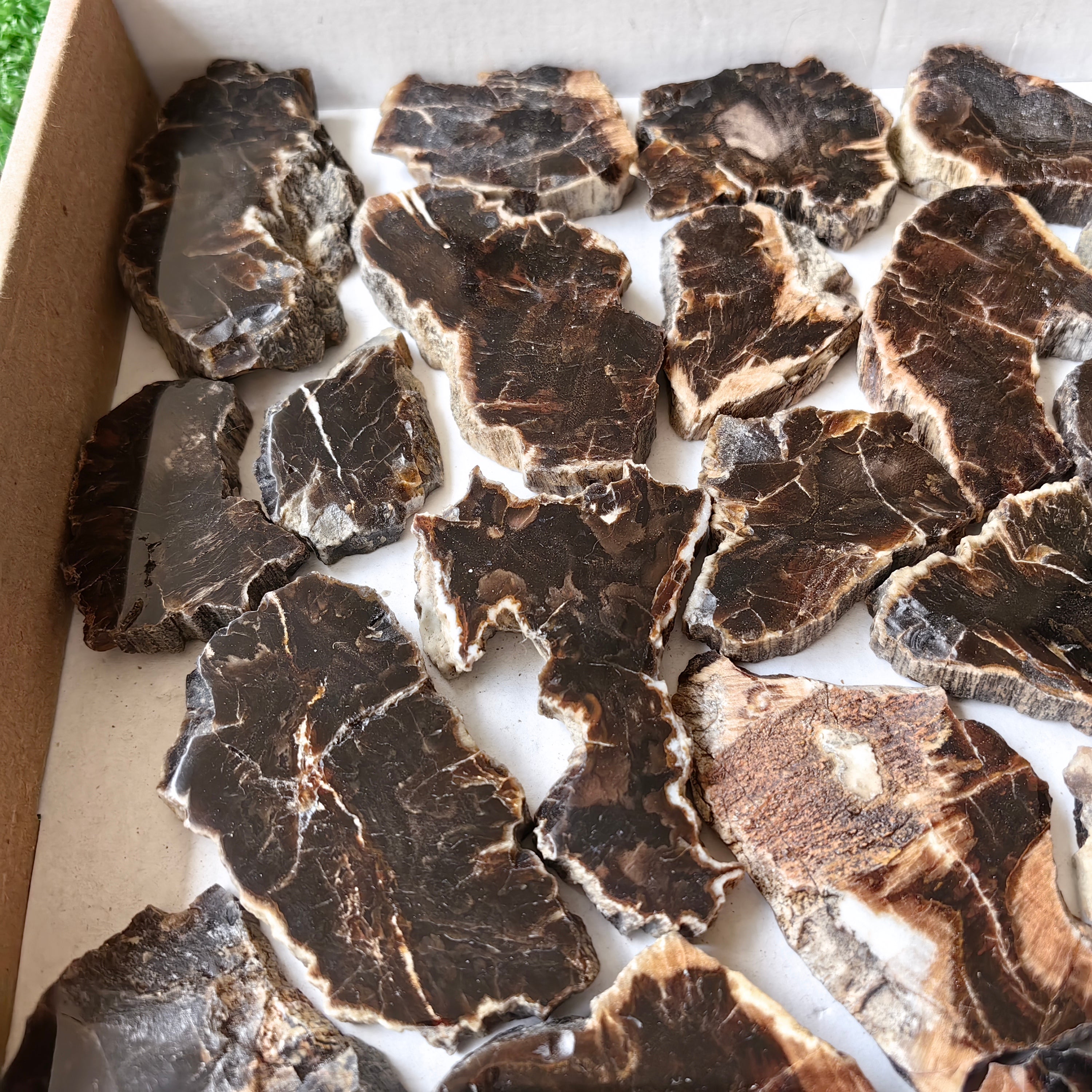 Lot 30 pcs Agatized Fossilized Wood Slices*