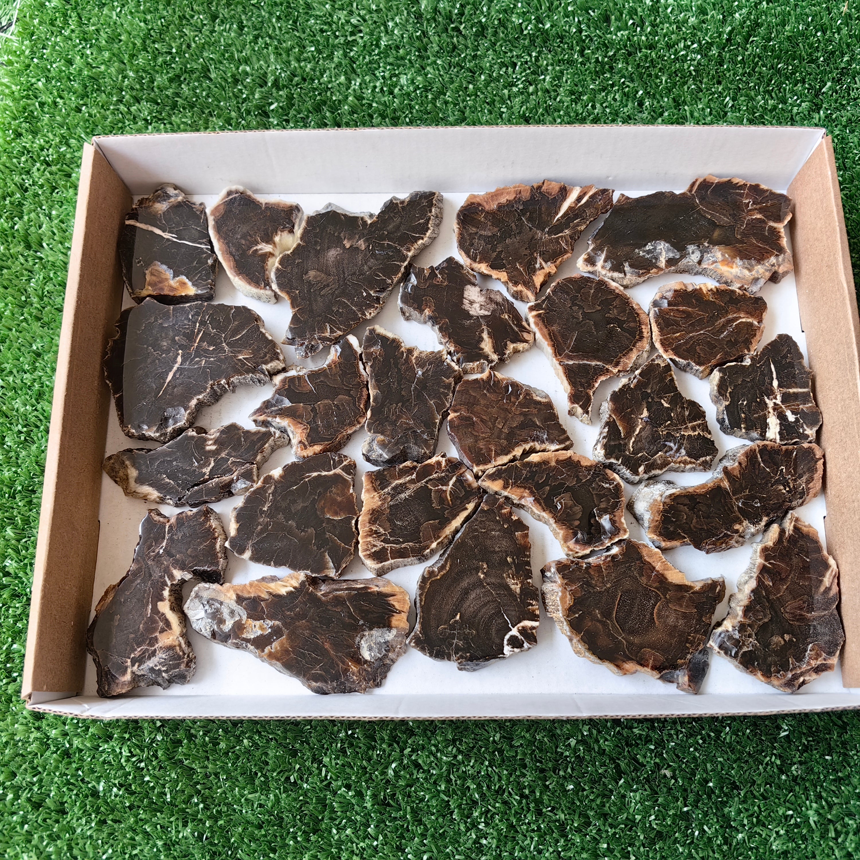 Lot 24 pcs Agatized Fossilized Wood Slices*