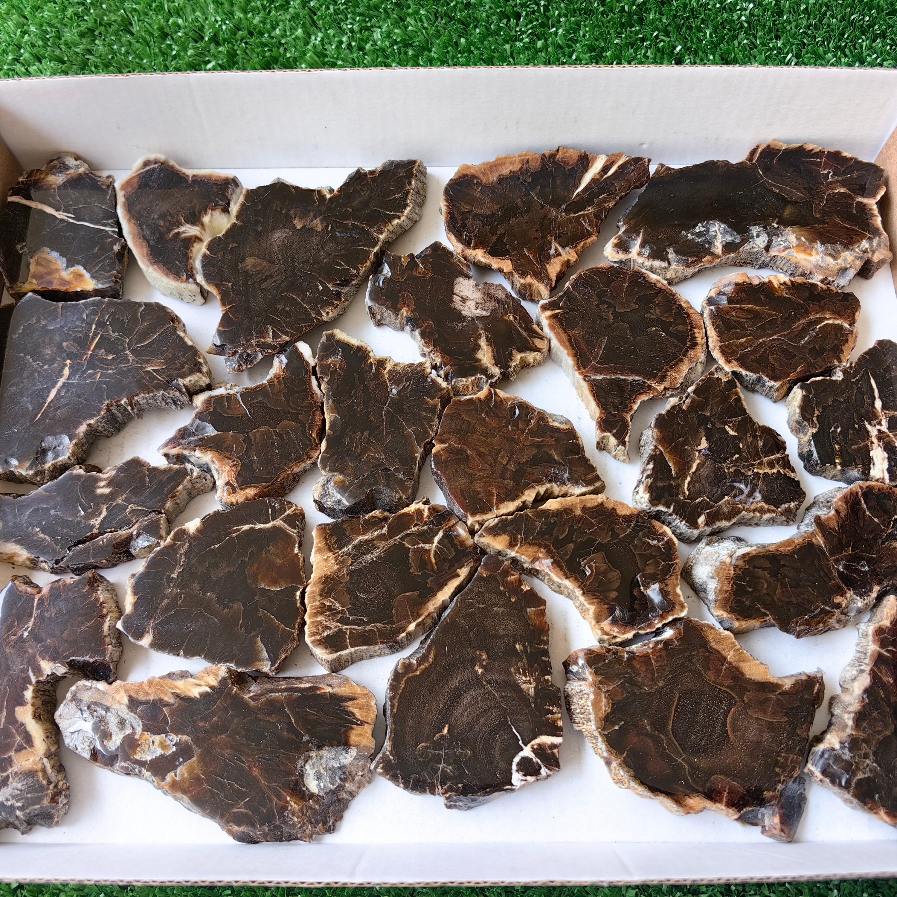 Lot 24 pcs Agatized Fossilized Wood Slices*