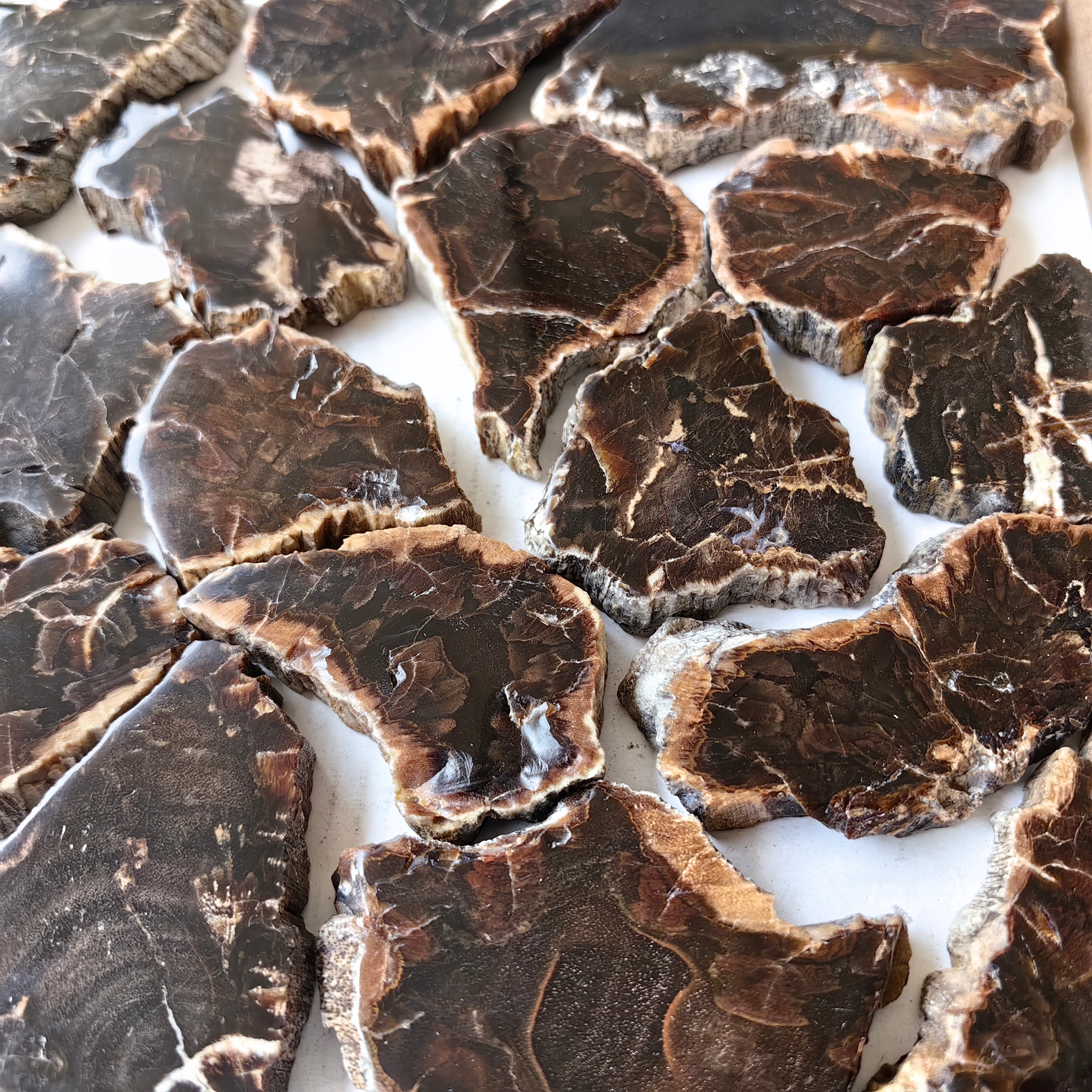 Lot 24 pcs Agatized Fossilized Wood Slices*