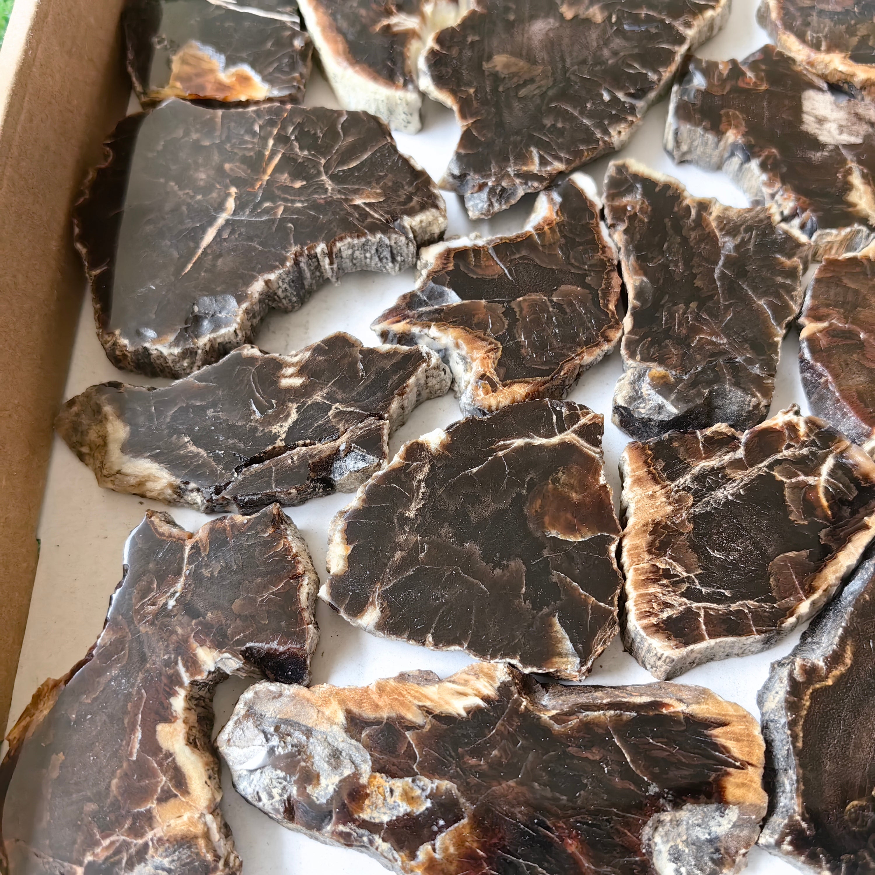 Lot 24 pcs Agatized Fossilized Wood Slices*