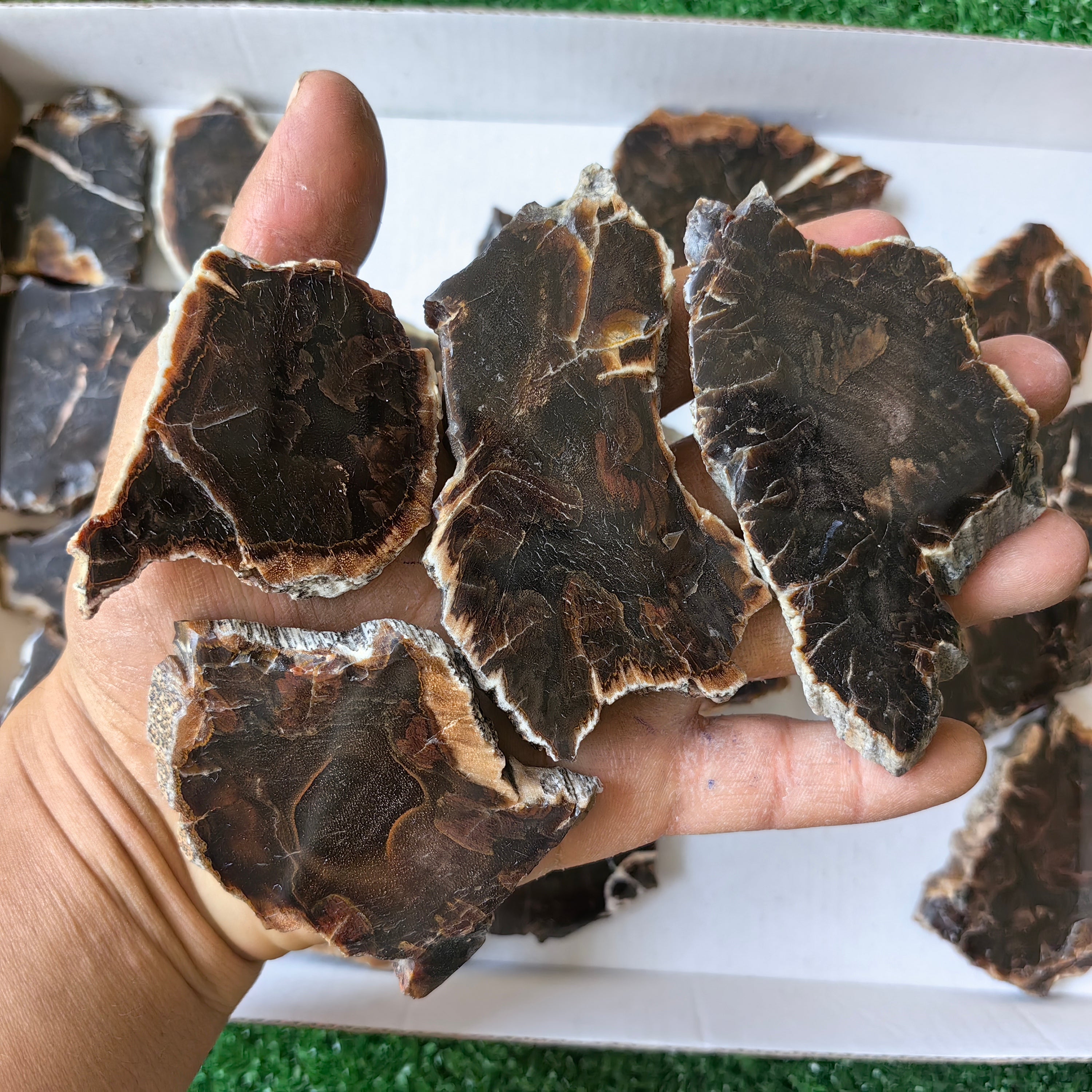 Lot 24 pcs Agatized Fossilized Wood Slices*